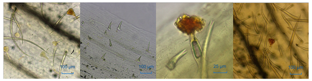 Molecules 29 04374 i002