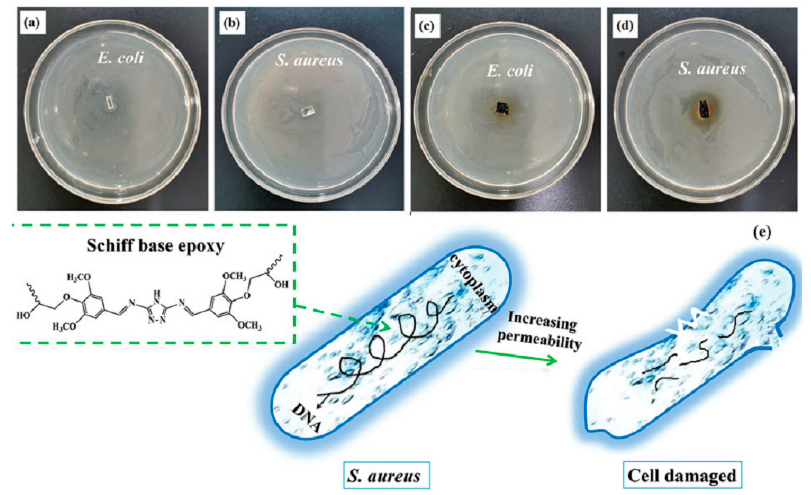 Molecules 29 04428 g022