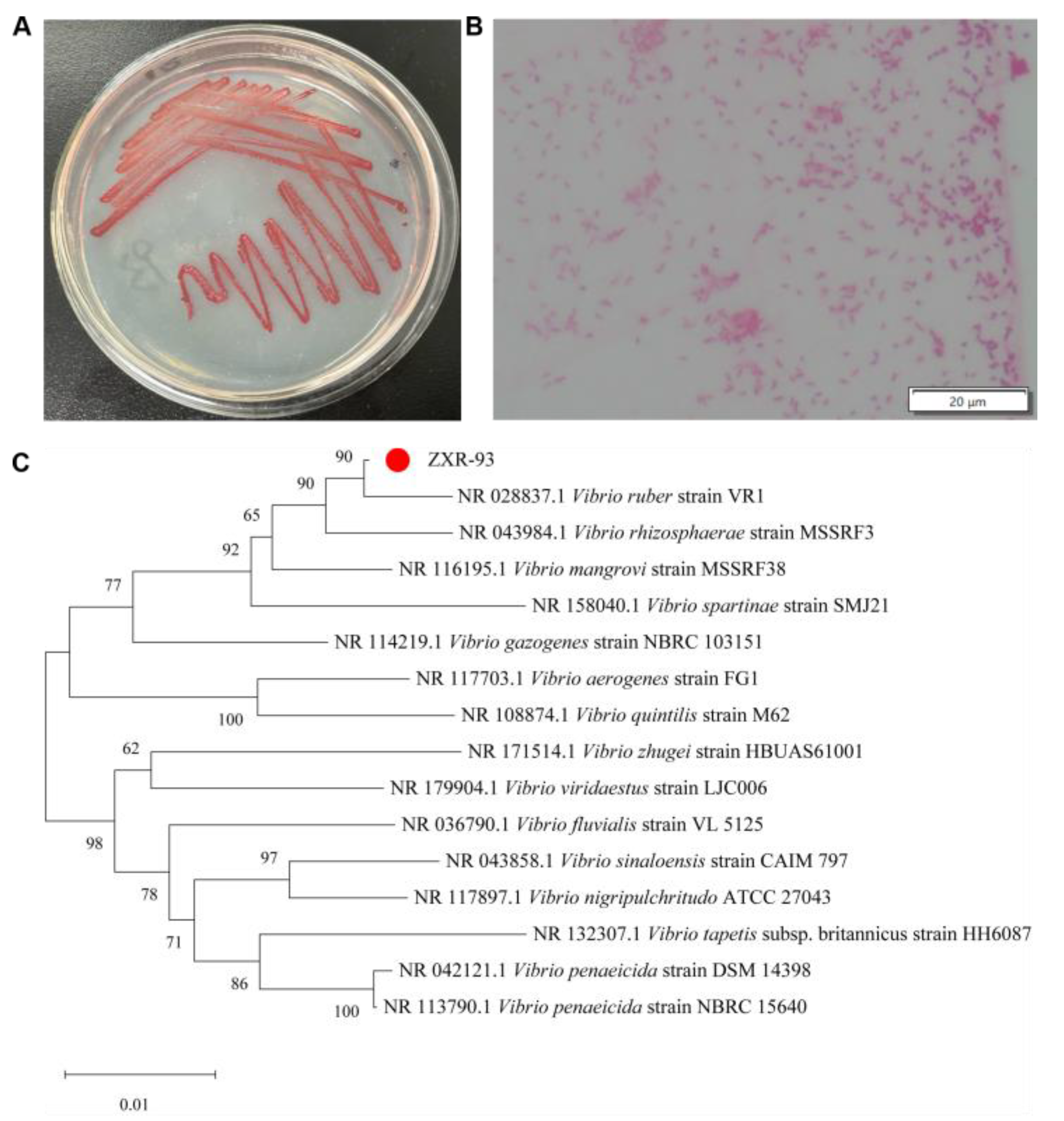 Molecules 29 04446 g002