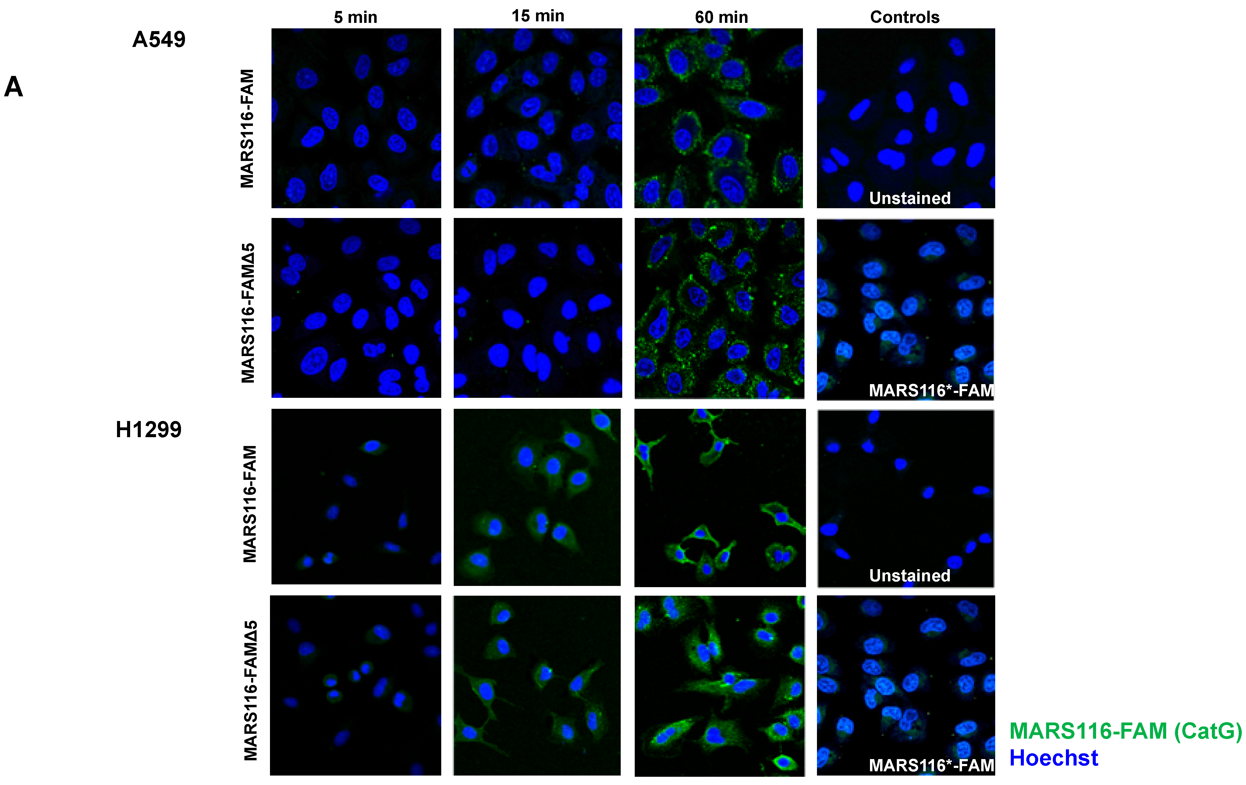 Molecules 29 04449 g001a