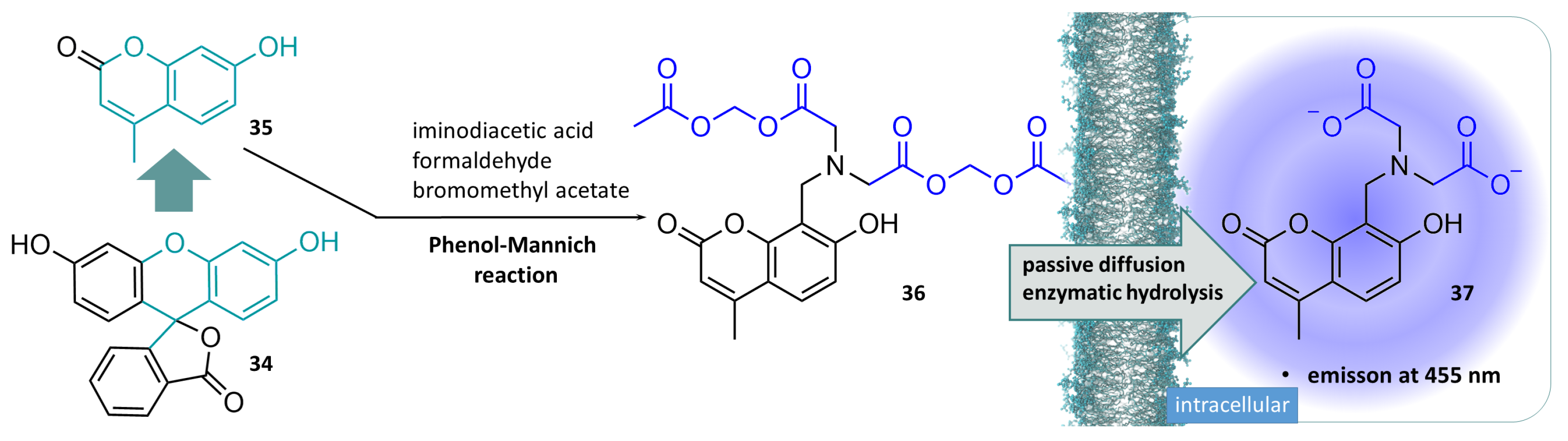 Molecules 29 04451 g010 Molecules 29 04451 g010