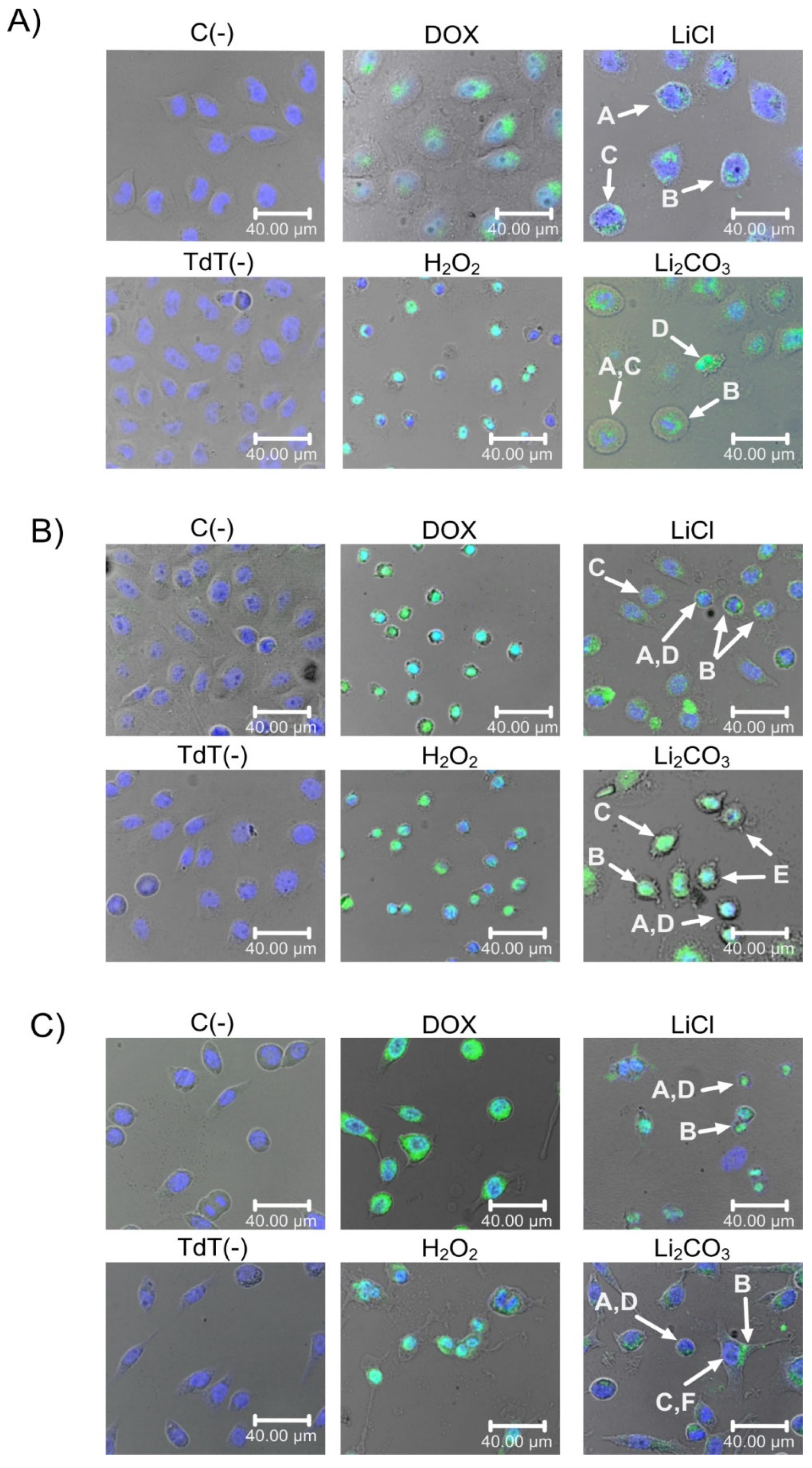 Molecules 29 04476 g005