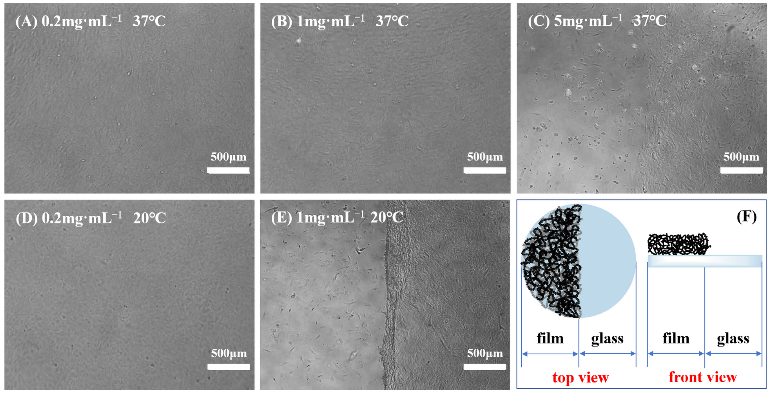 Molecules 29 04481 g005