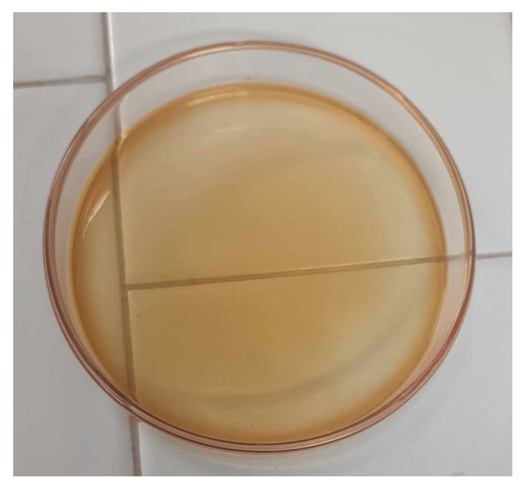 Molecules 29 04545 g017