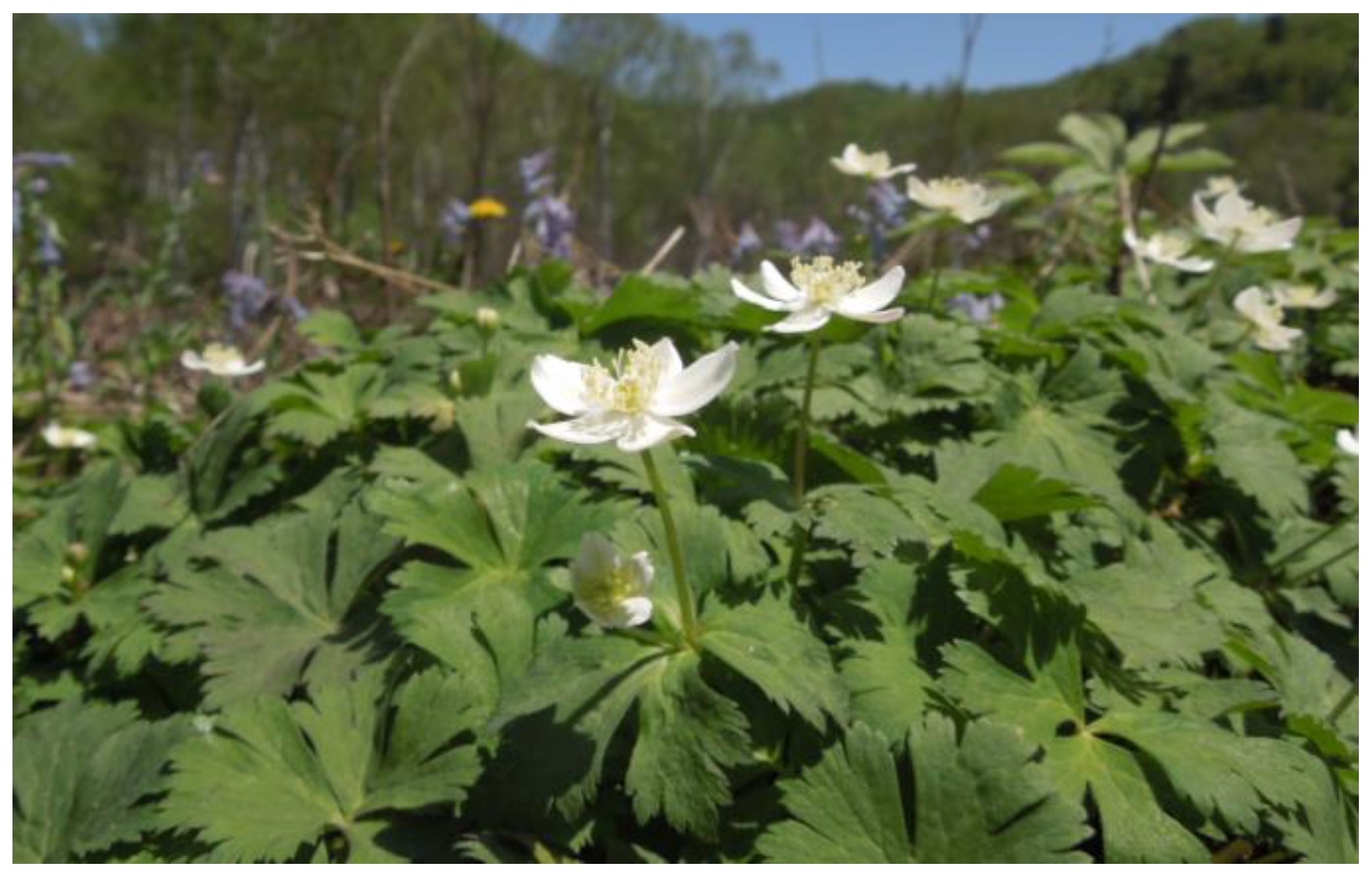 Molecules 29 04602 g001