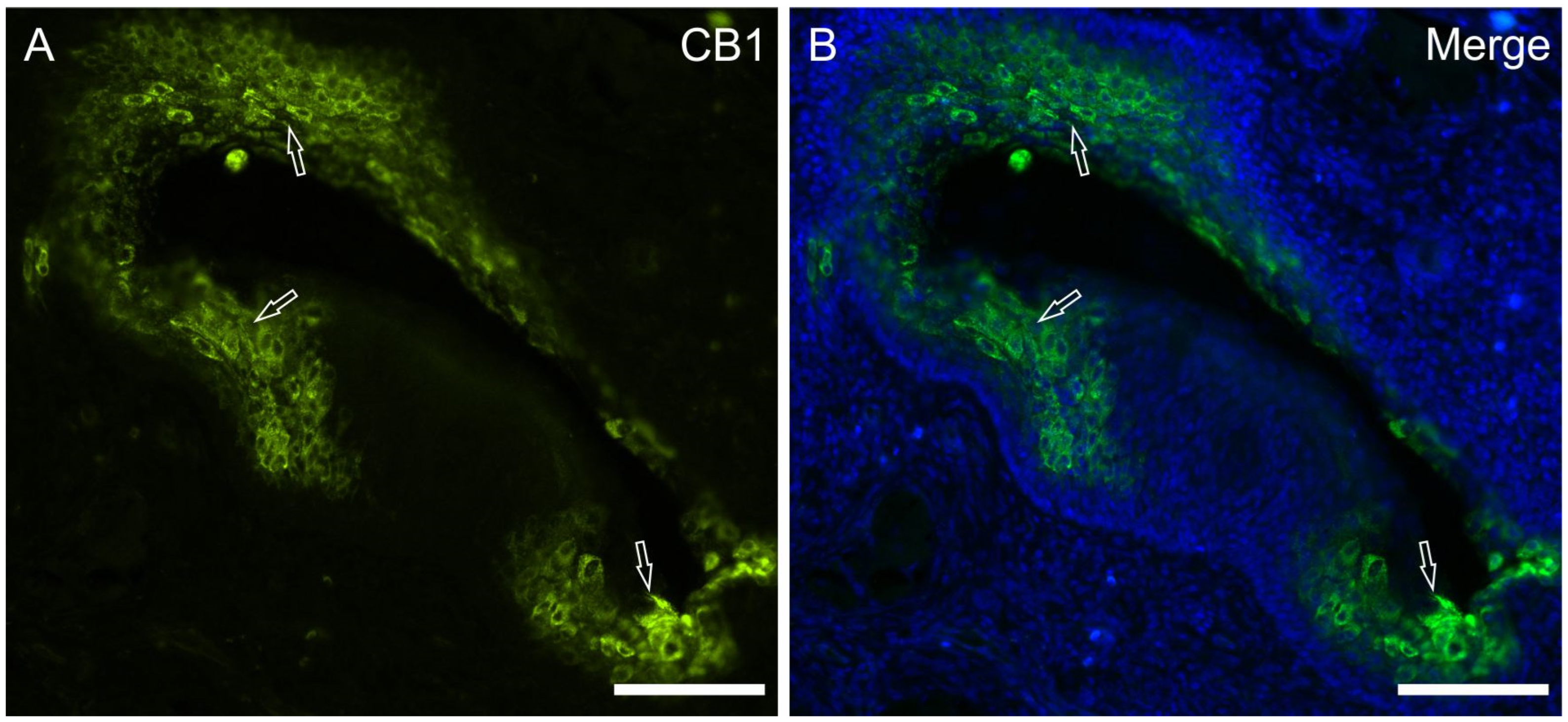 Molecules 29 04613 g005