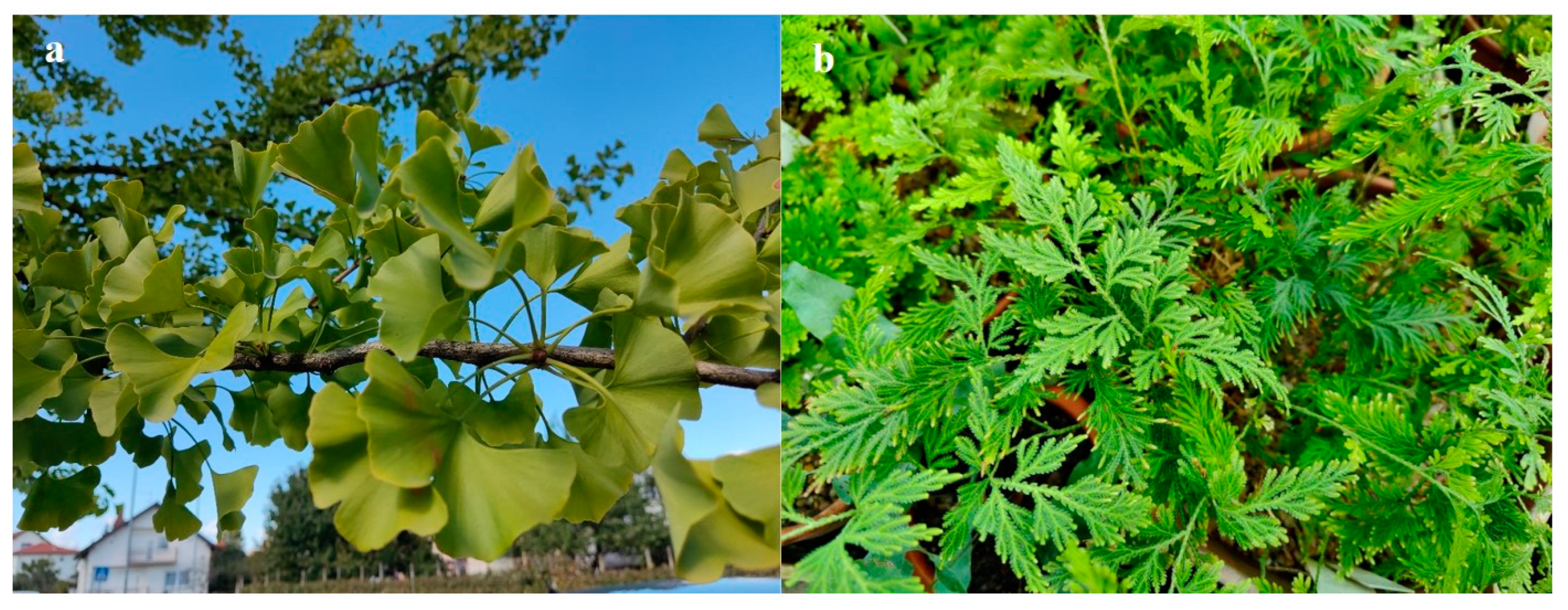 Molecules 29 04634 g003