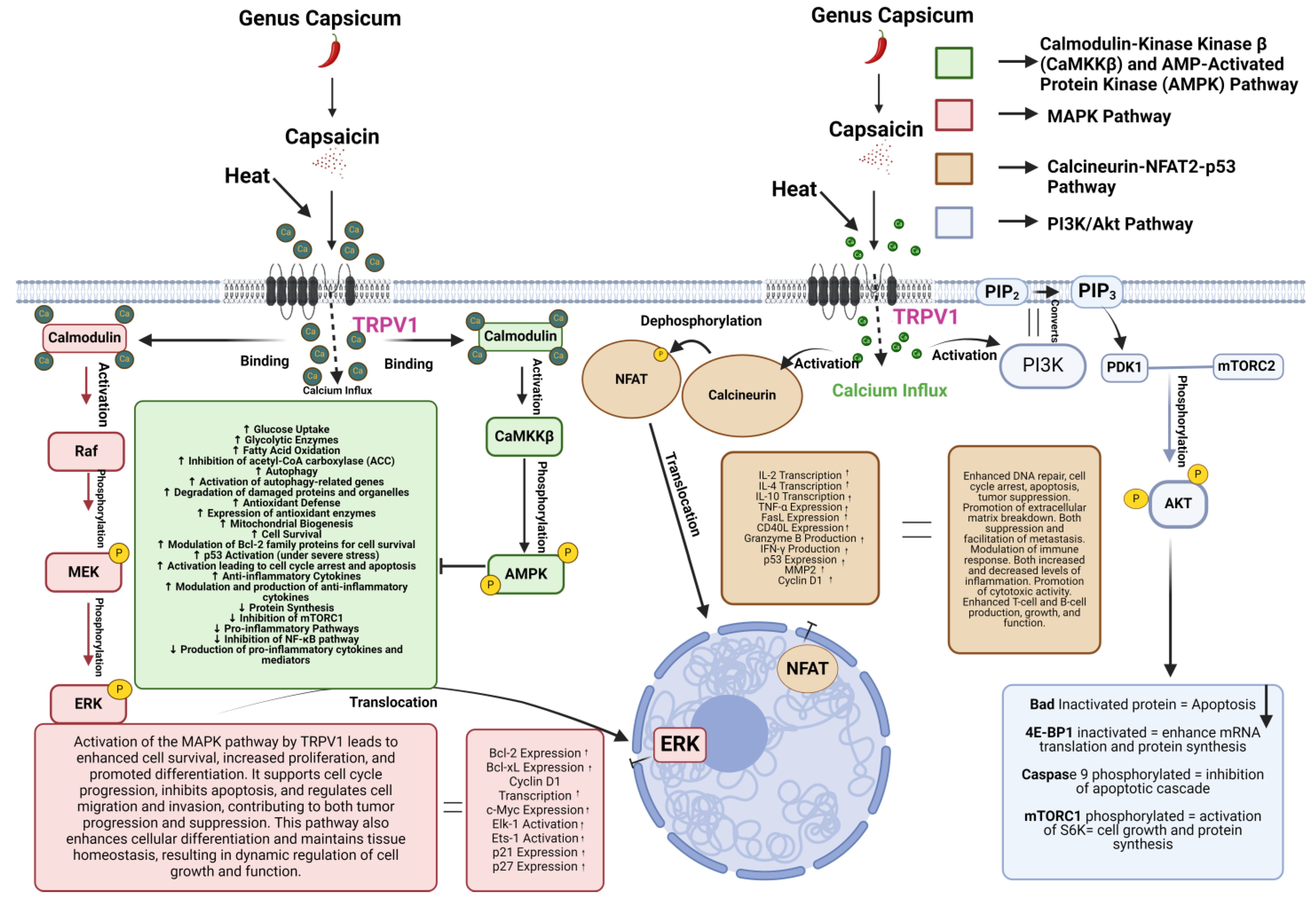Molecules 29 04729 g001