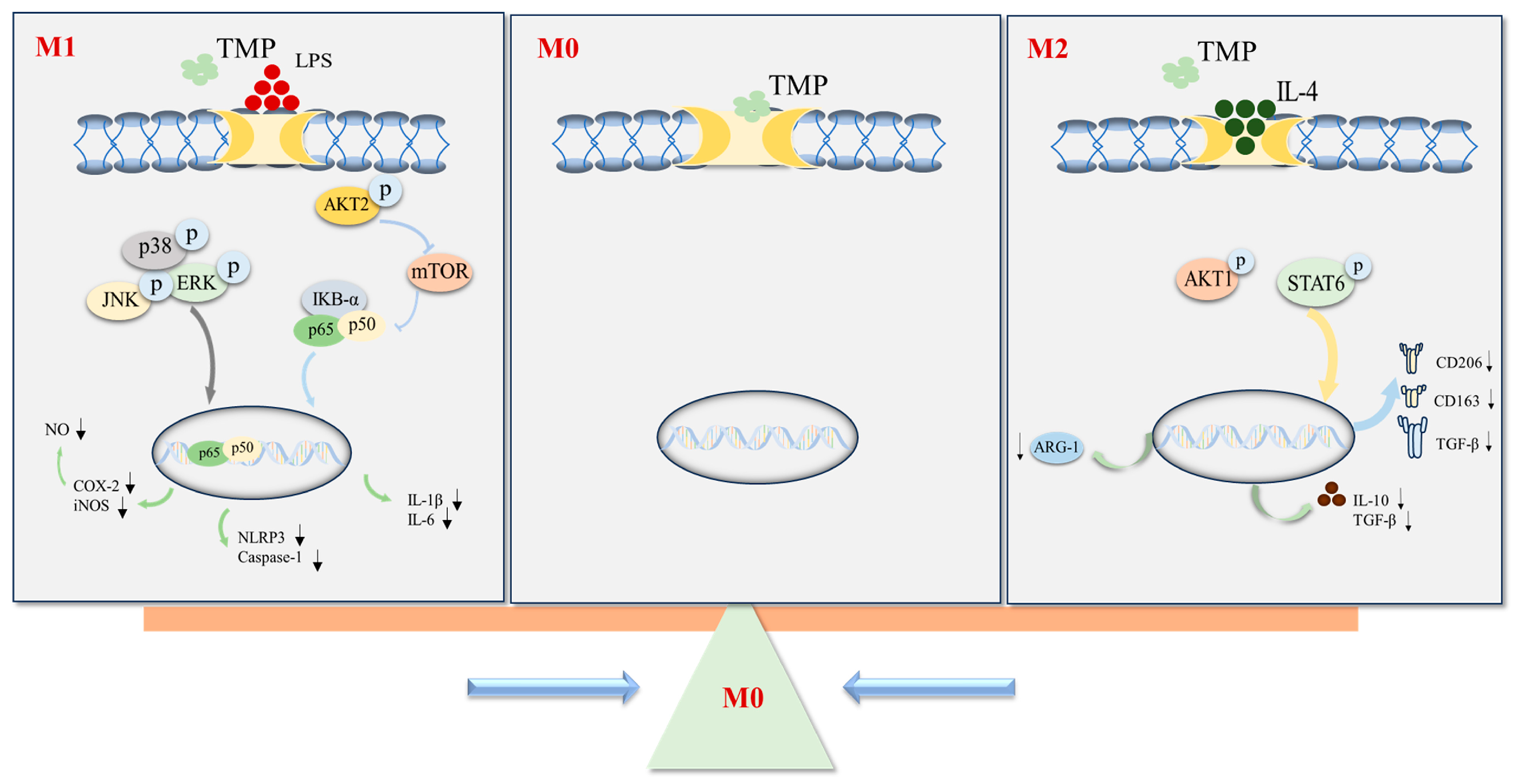 Molecules 29 04741 g008 Molecules 29 04741 g008