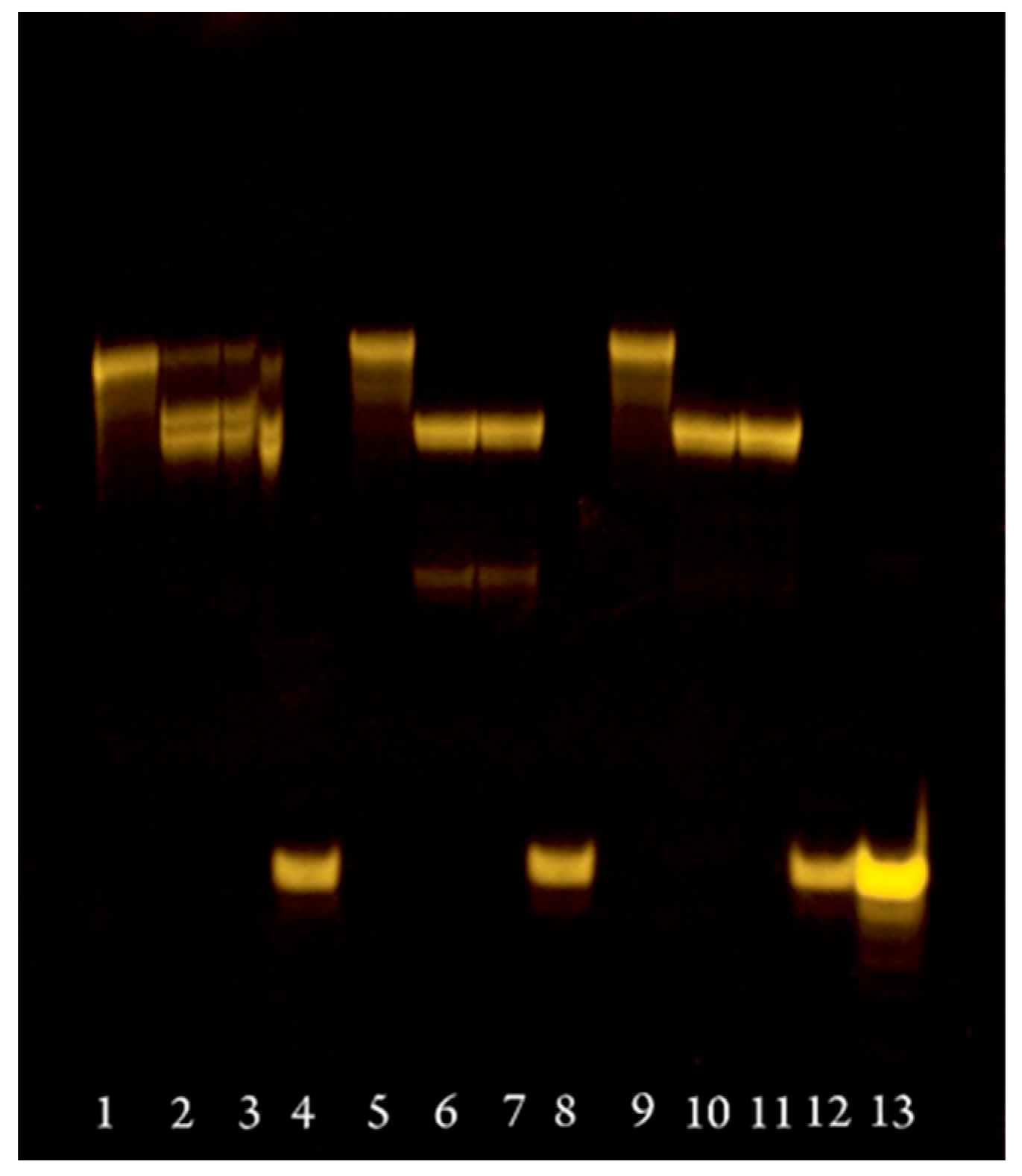 Molecules 29 04747 g003 Molecules 29 04747 g003