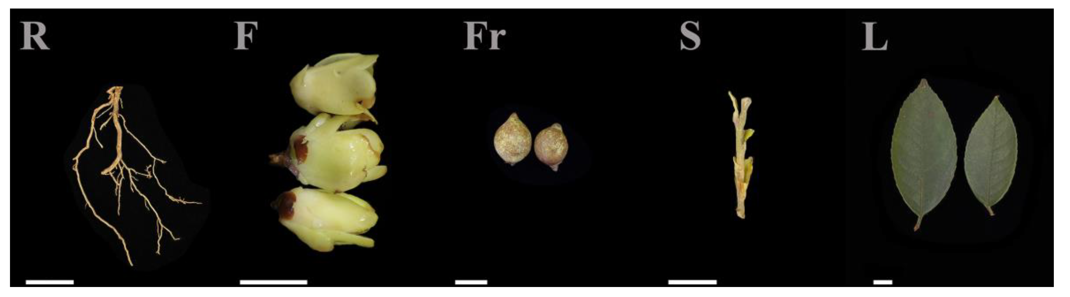 Molecules 29 04754 g005