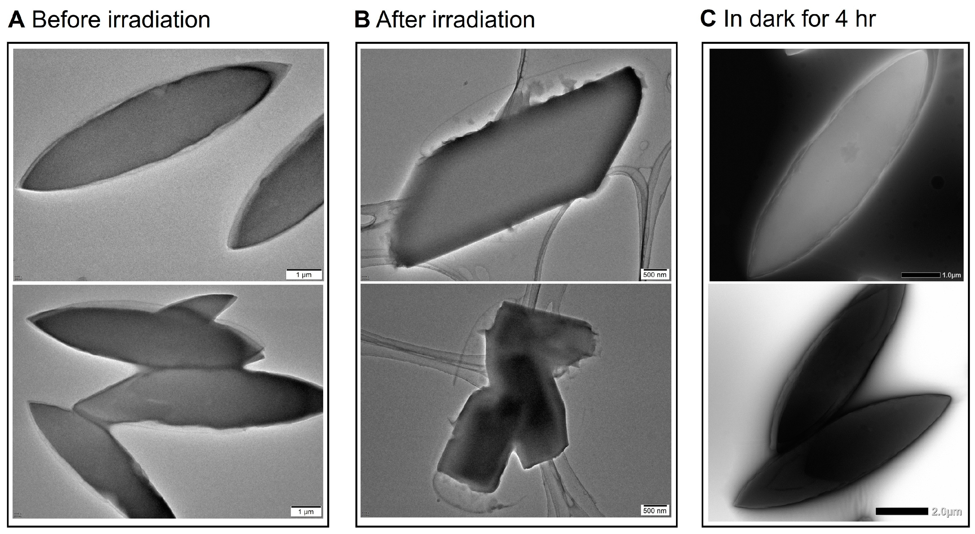Molecules 29 04842 g007