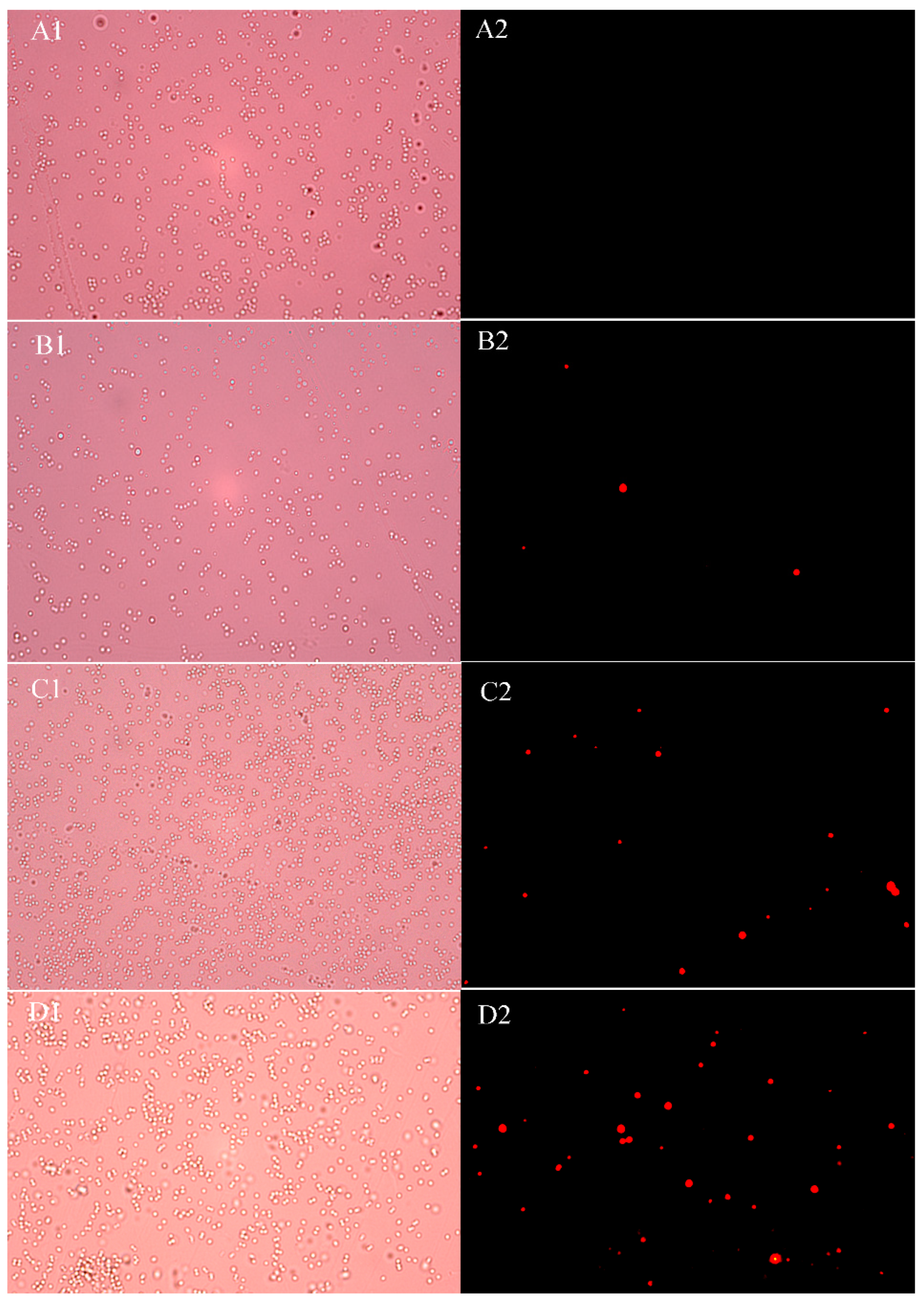 Molecules 29 04850 g006