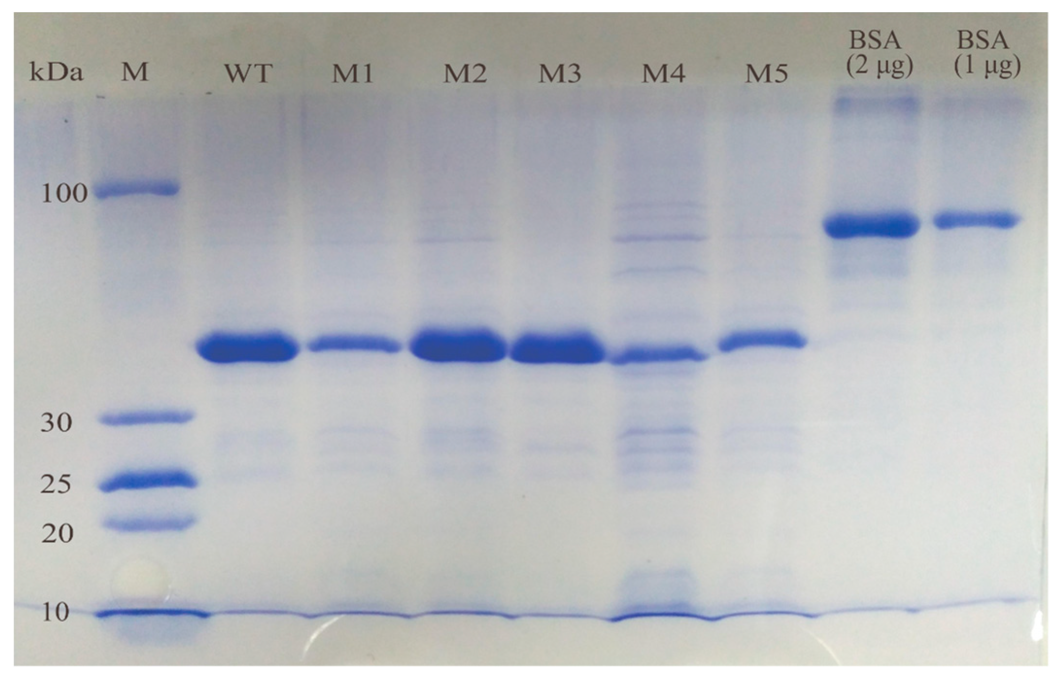 Molecules 29 04864 g004