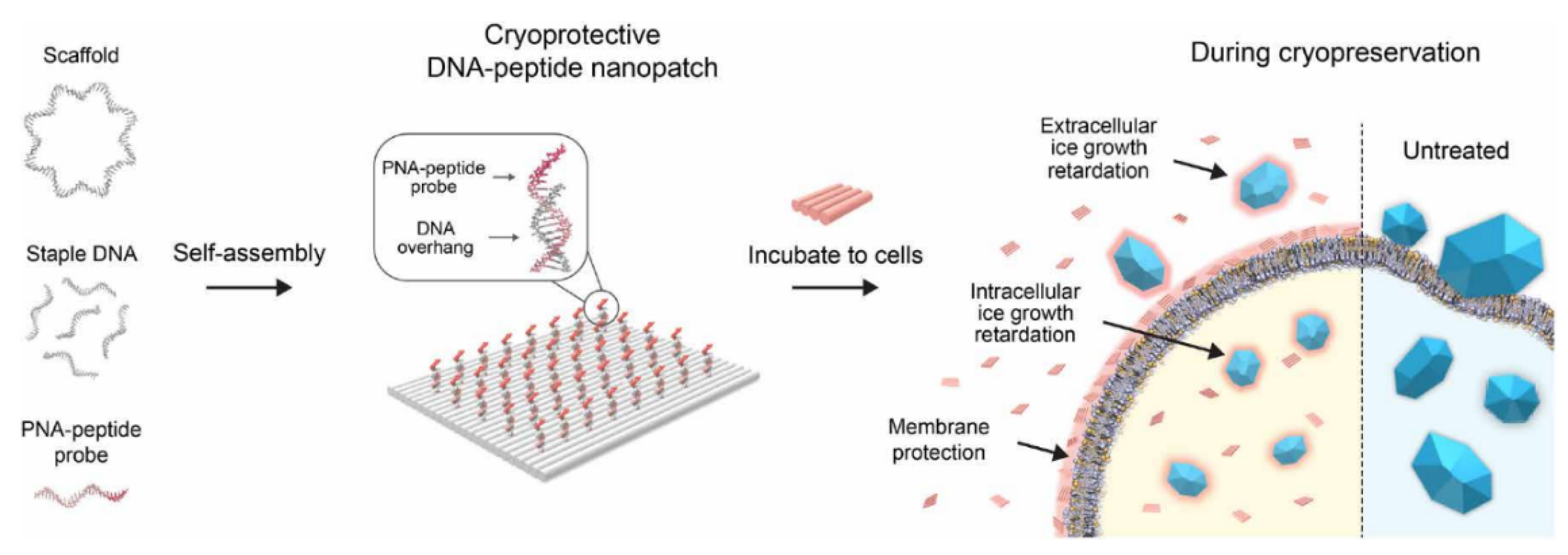 Molecules 29 04913 g006