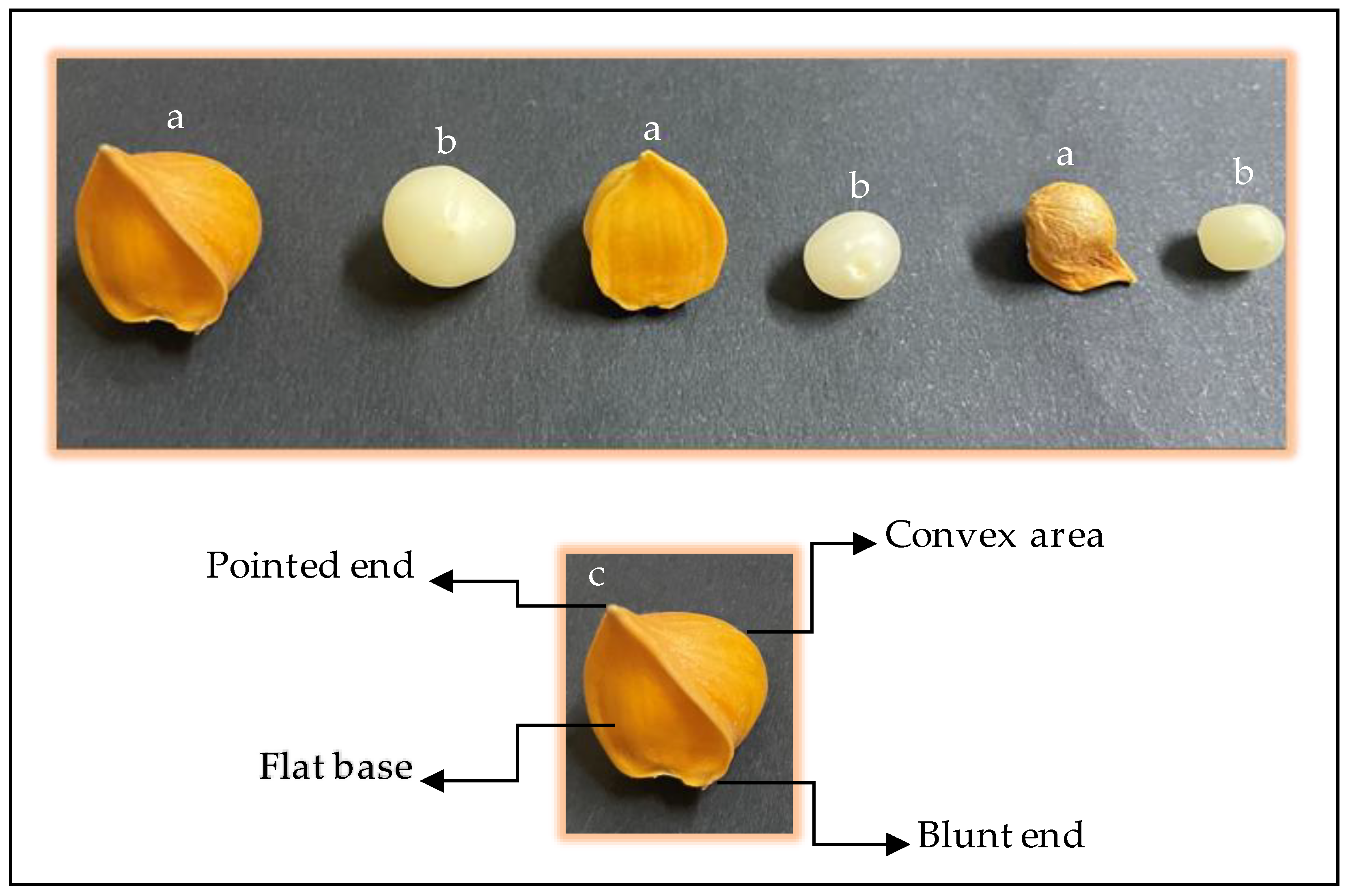 Molecules 29 04958 g001