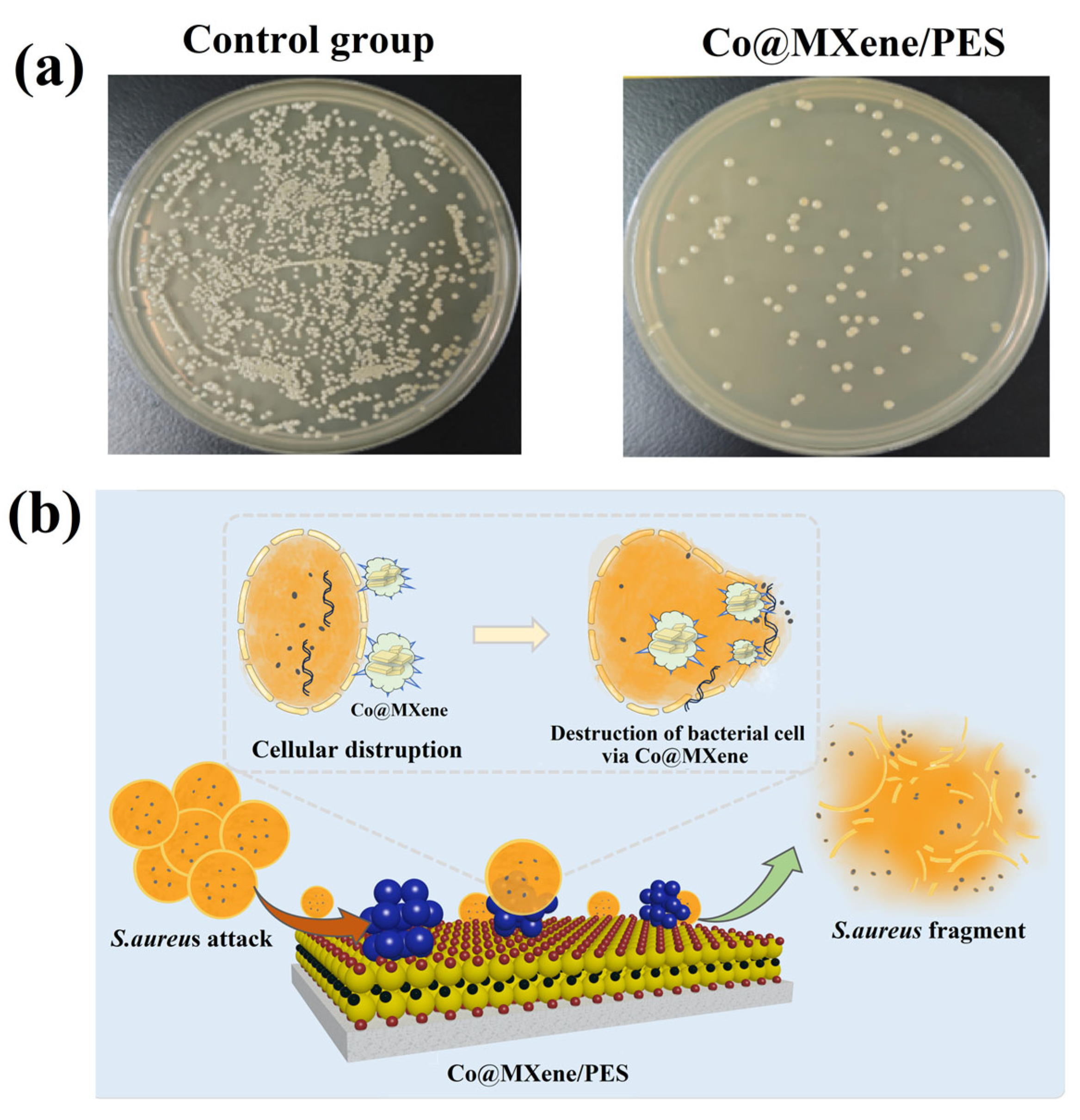 Molecules 29 04995 g007