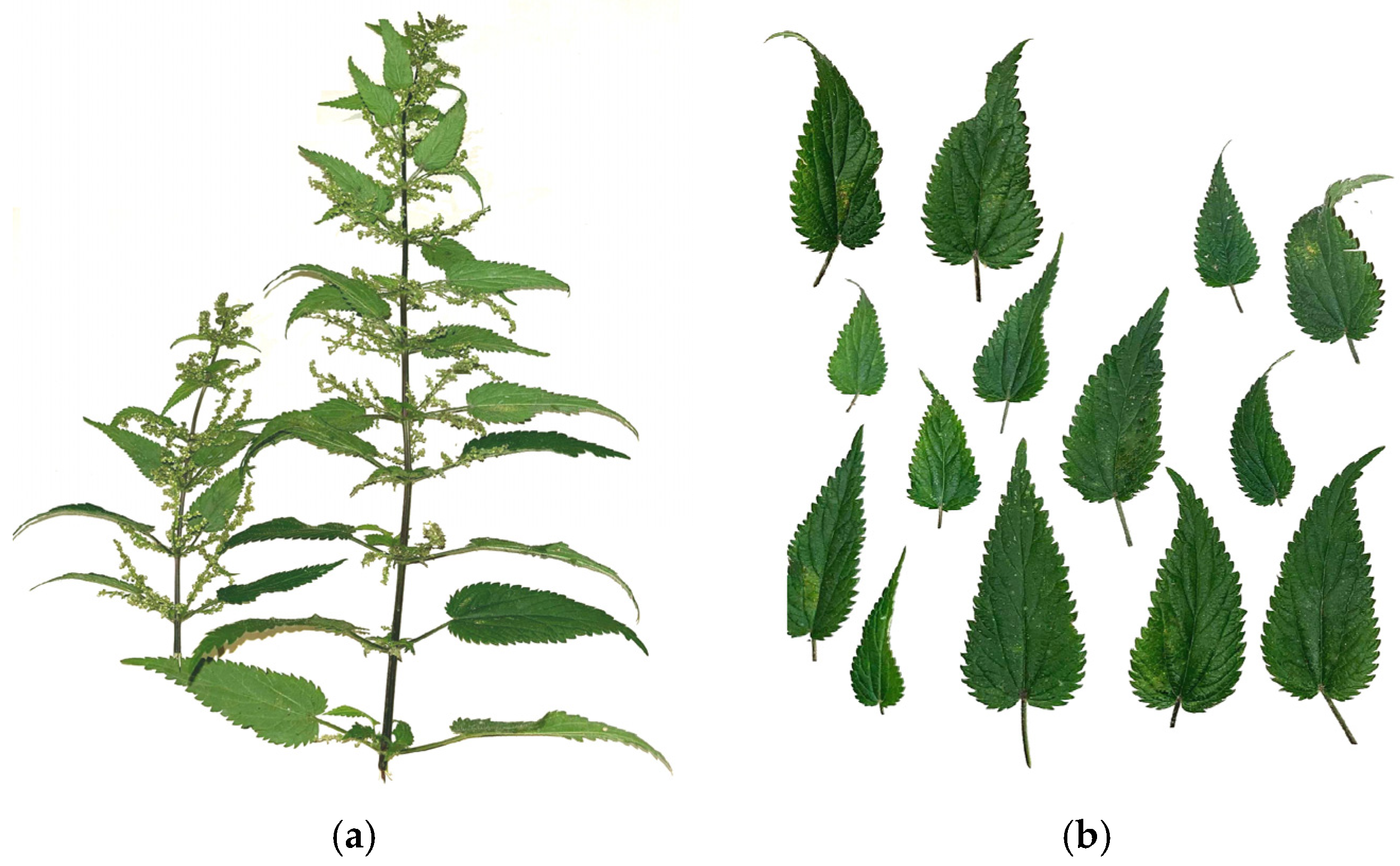 Molecules 29 05000 g011