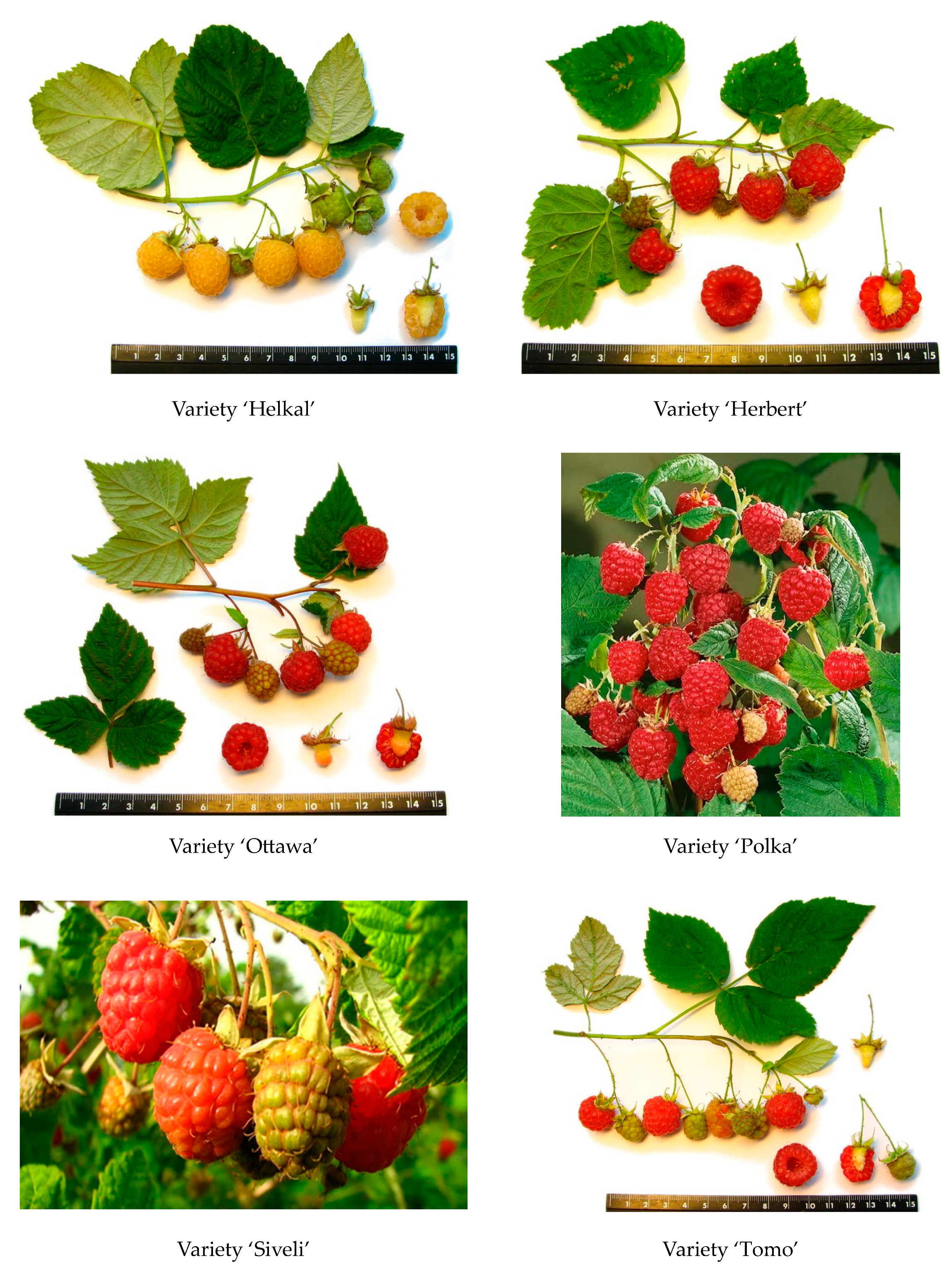 Molecules 29 05016 g0a1b