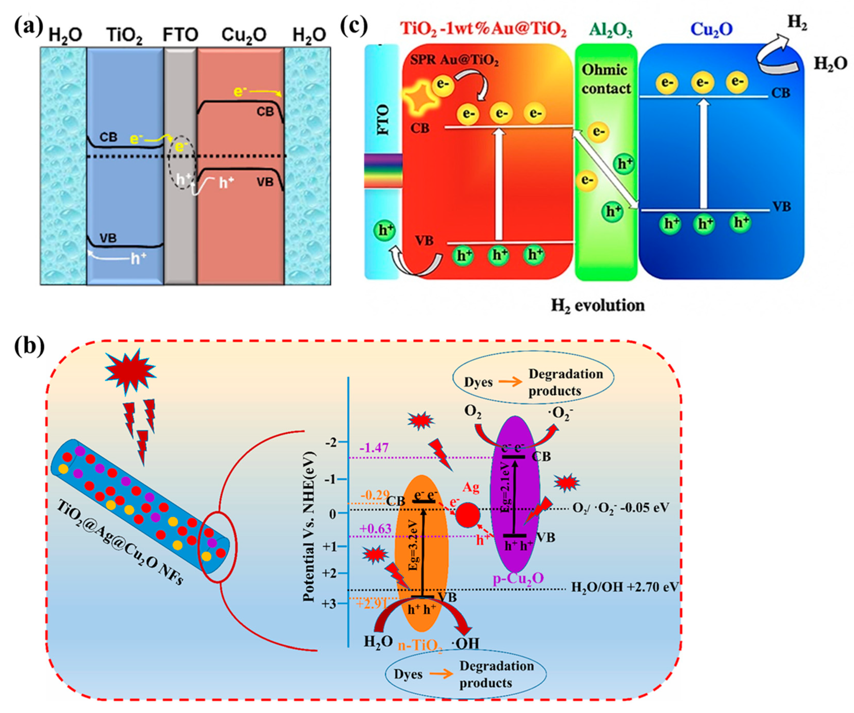 Molecules 29 05028 g007