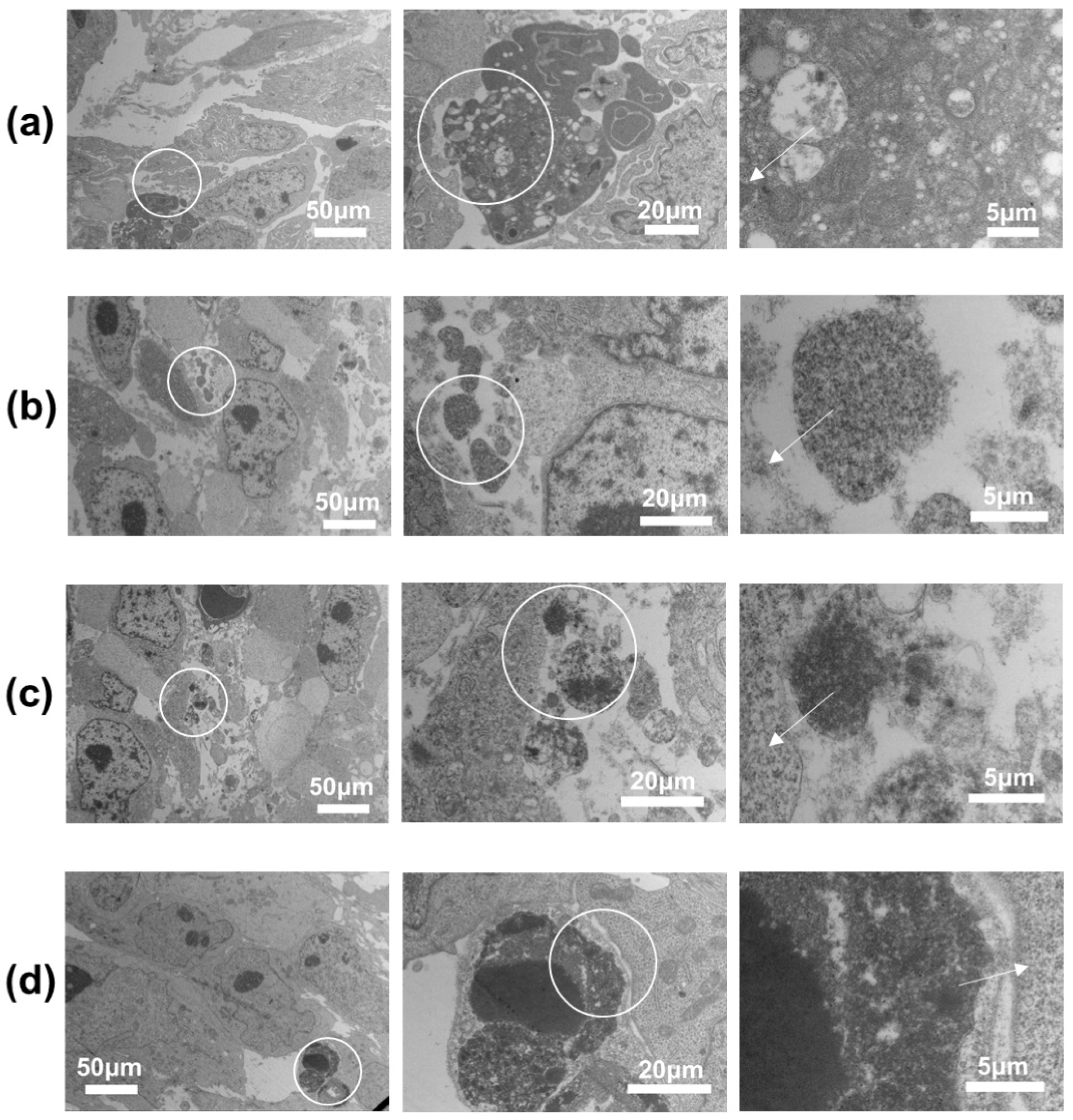 Molecules 29 05070 g009