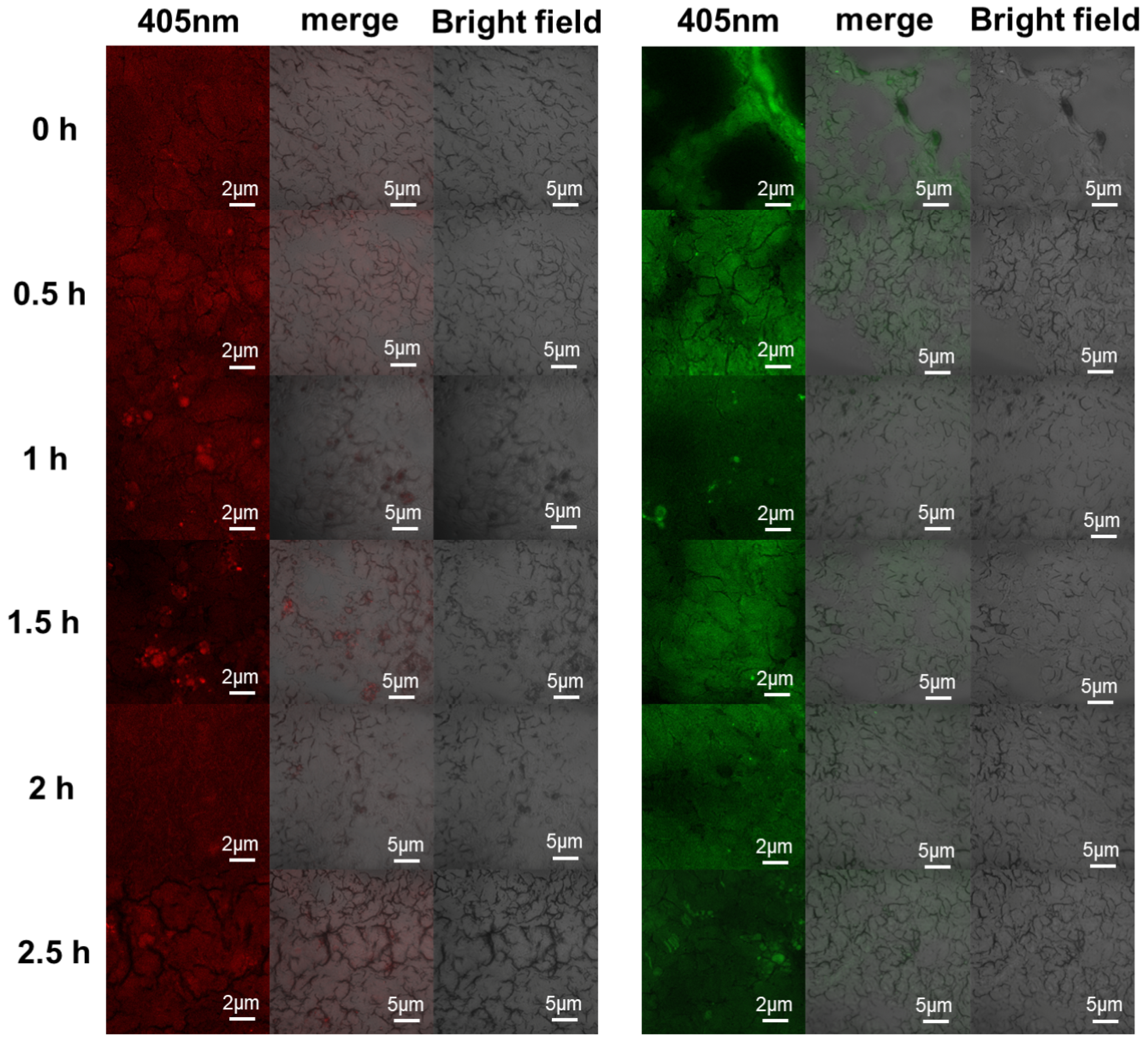 Molecules 29 05070 g011
