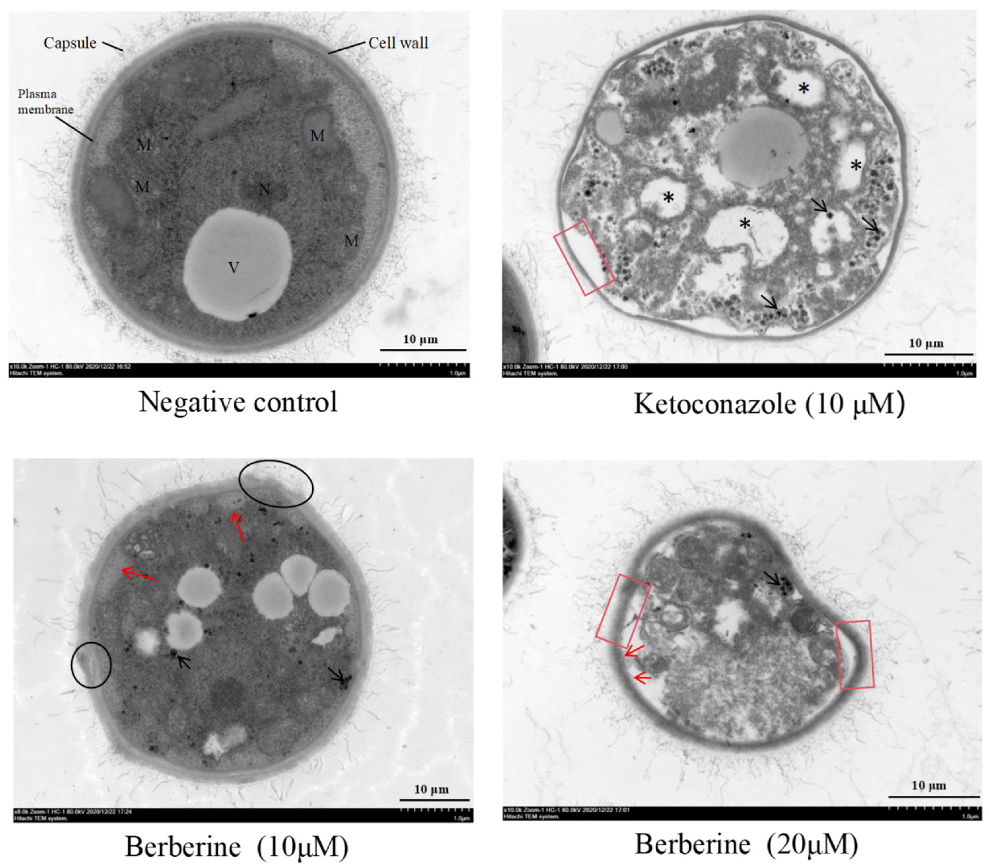 Molecules 29 05079 g003