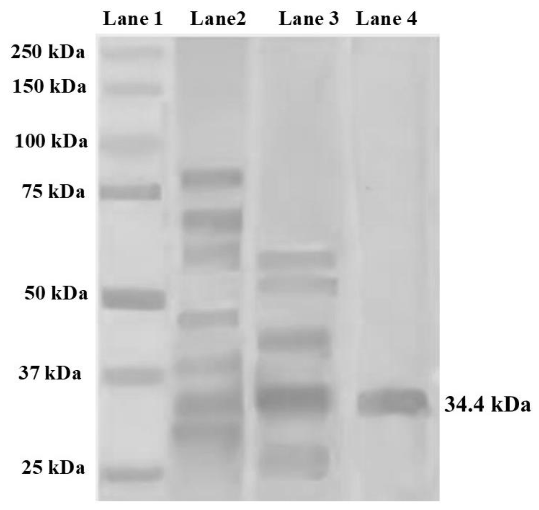 Molecules 29 05101 g002