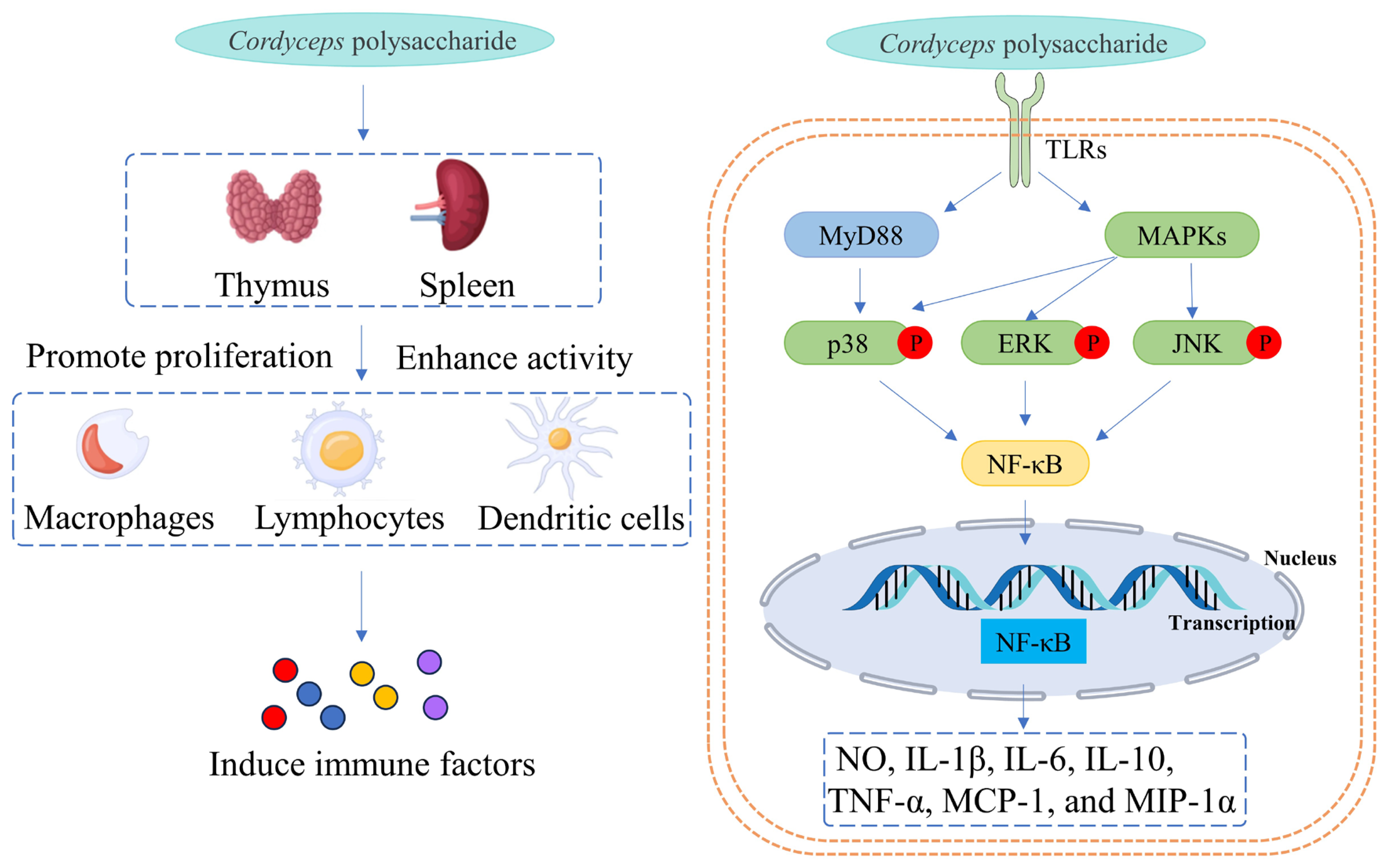 Molecules 29 05107 g001 Molecules 29 05107 g001