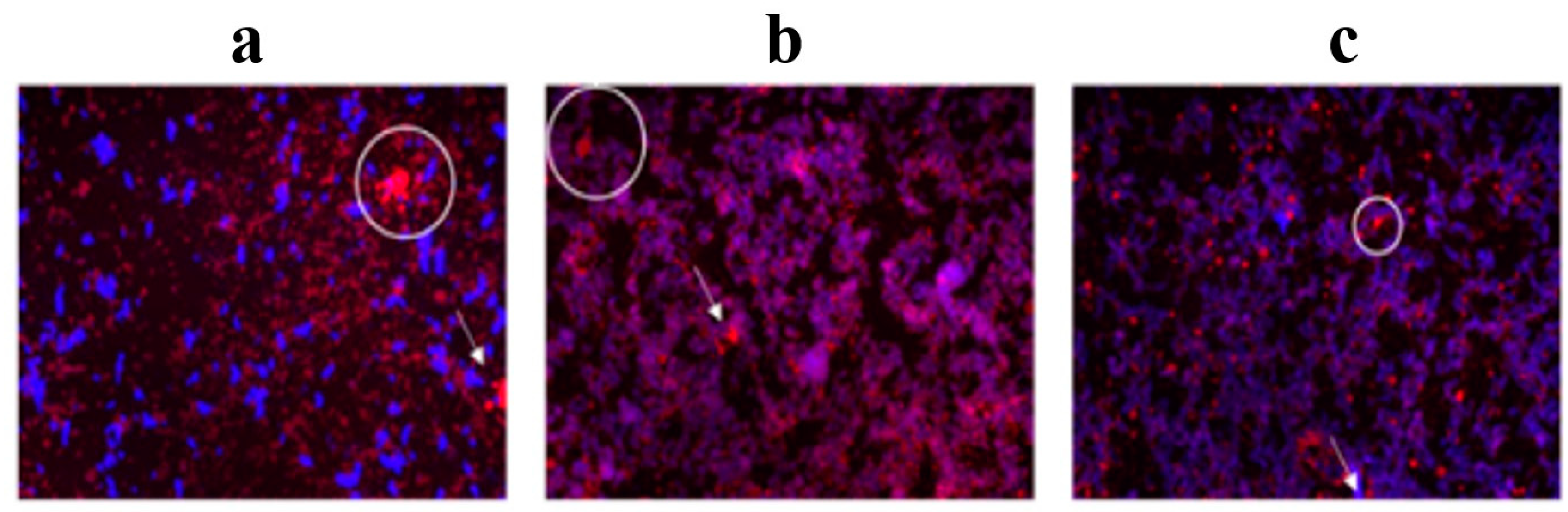 Molecules 29 05118 g002
