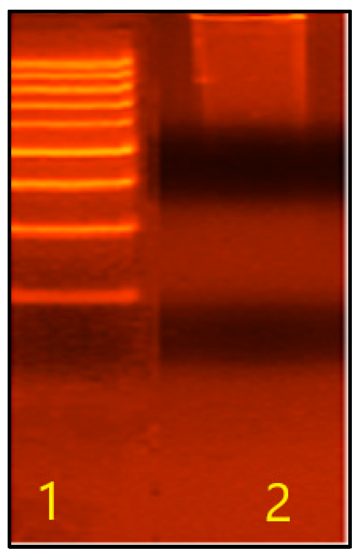 Molecules 29 05120 g013