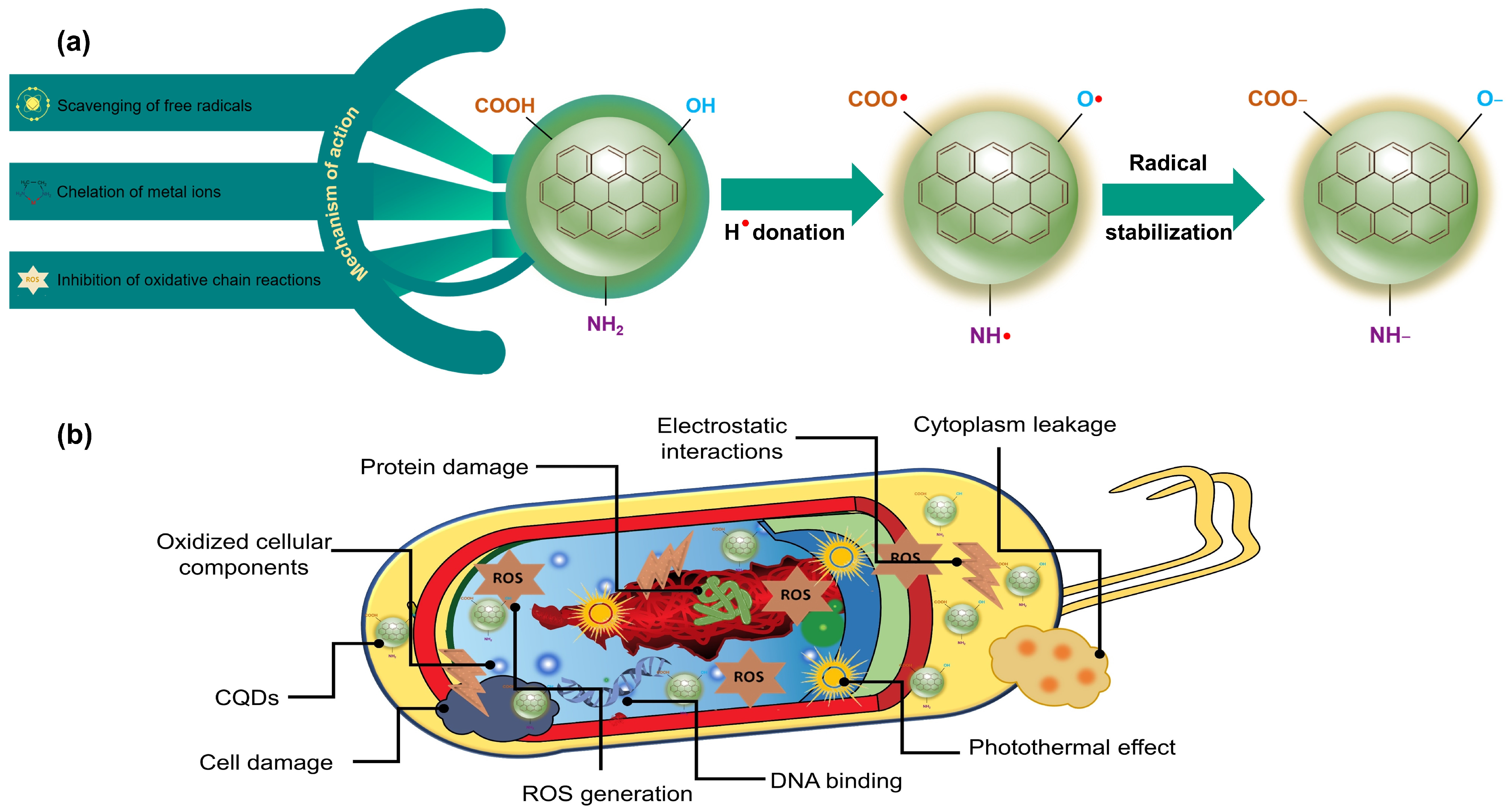 Molecules 29 05138 g005