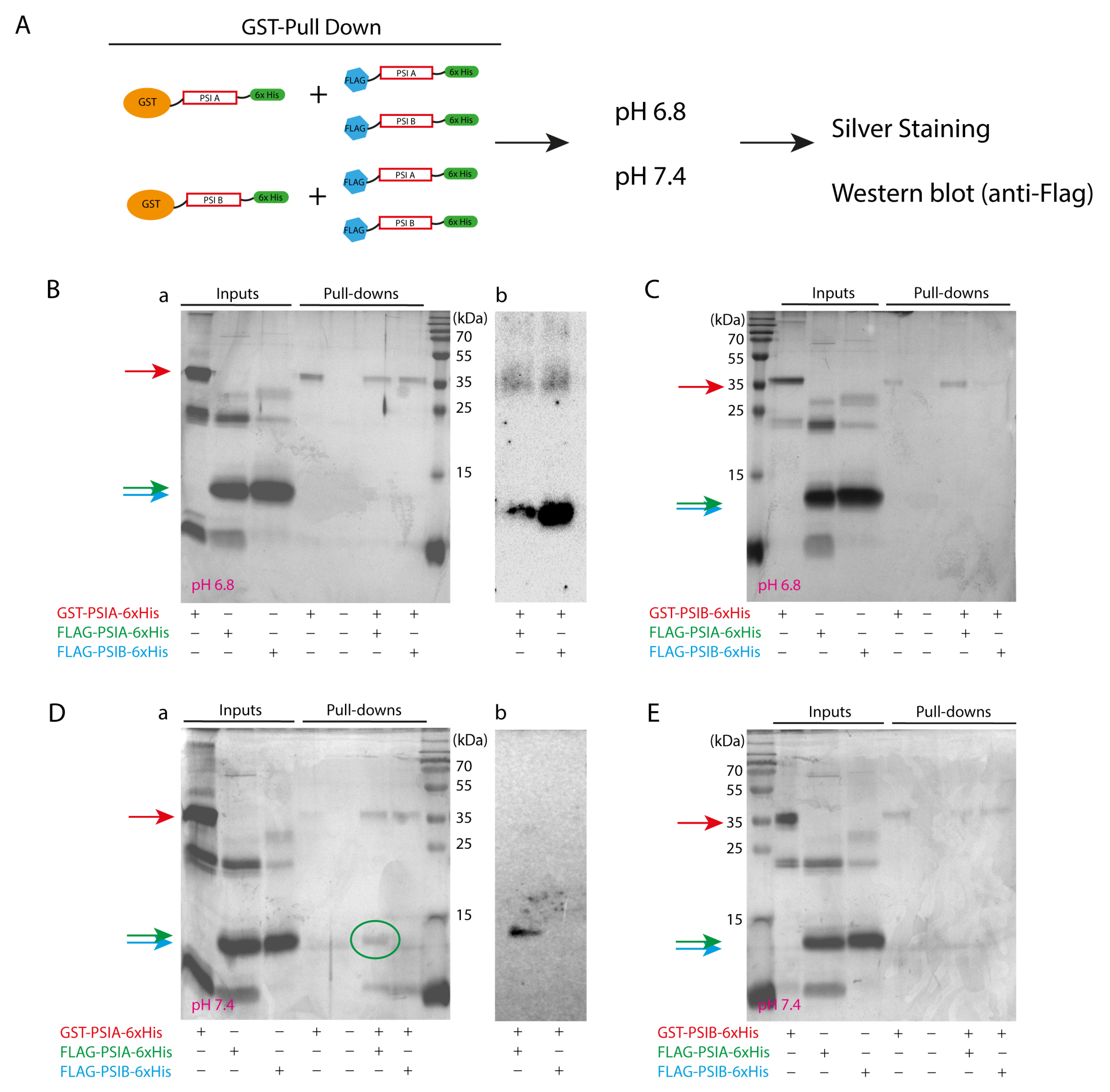 Molecules 29 05139 g001