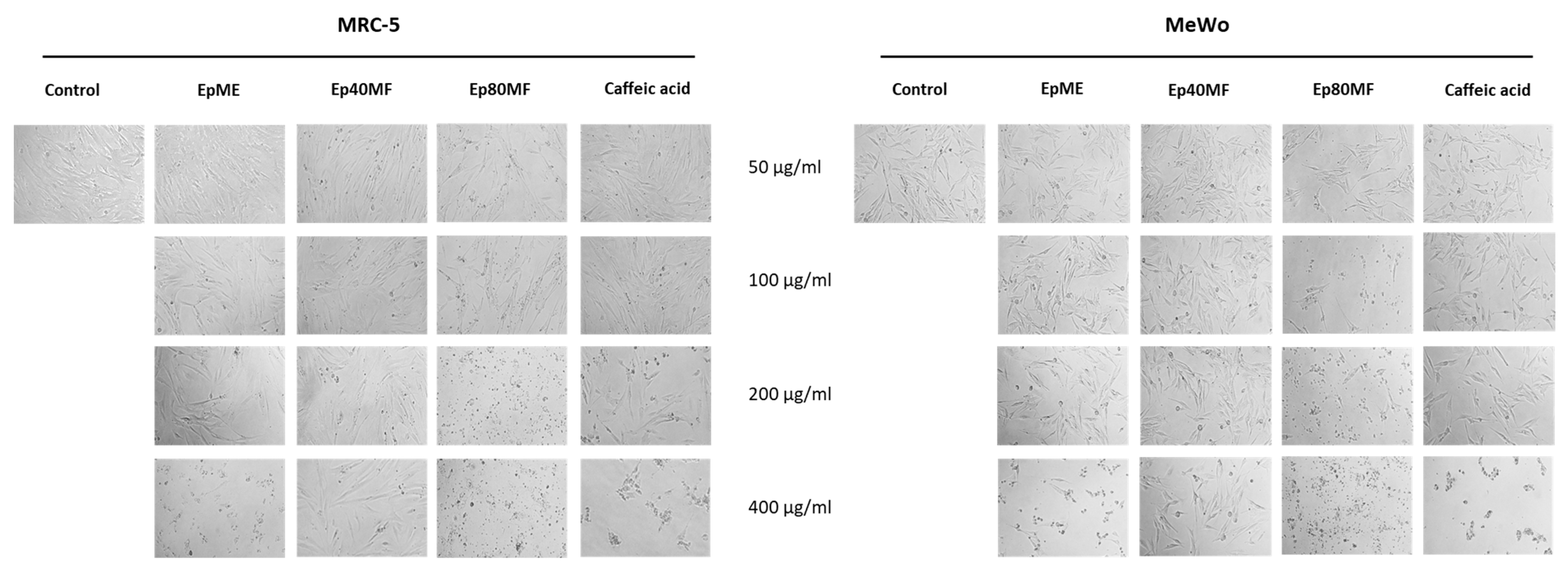Molecules 29 05158 g006