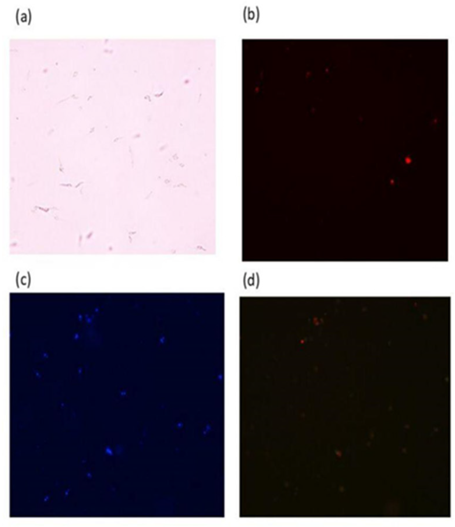 Molecules 29 05170 g013a