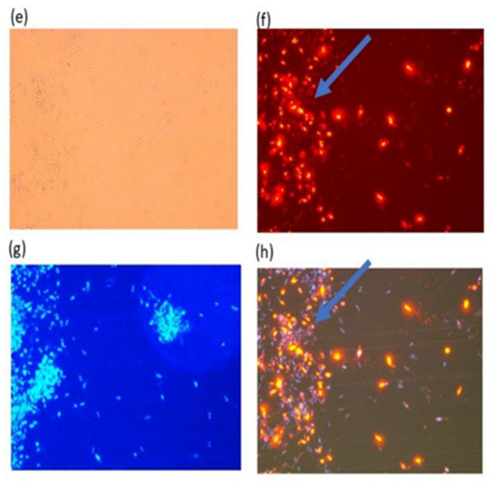 Molecules 29 05170 g013b