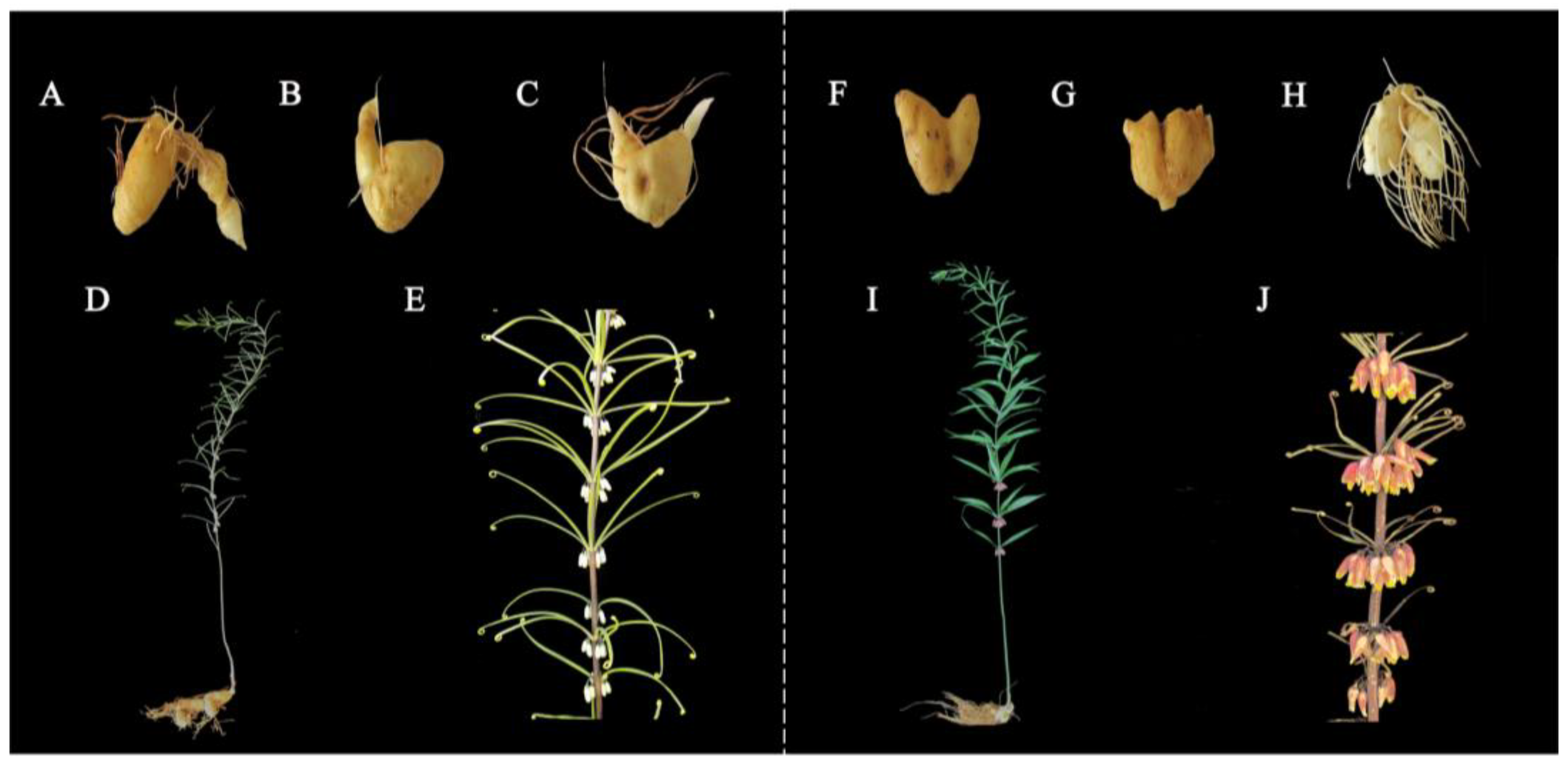Molecules 29 05180 g001