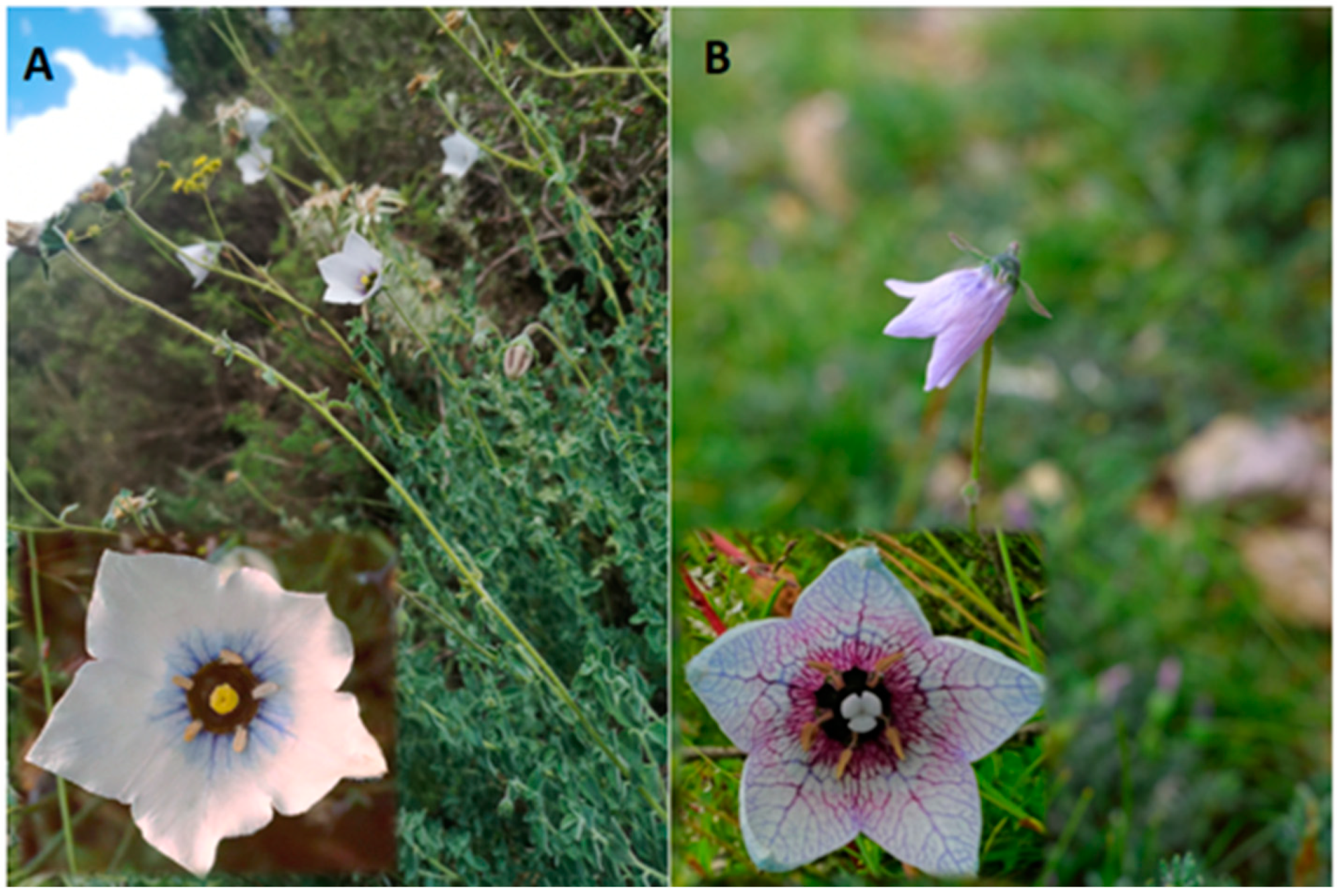 Molecules 29 05203 g001