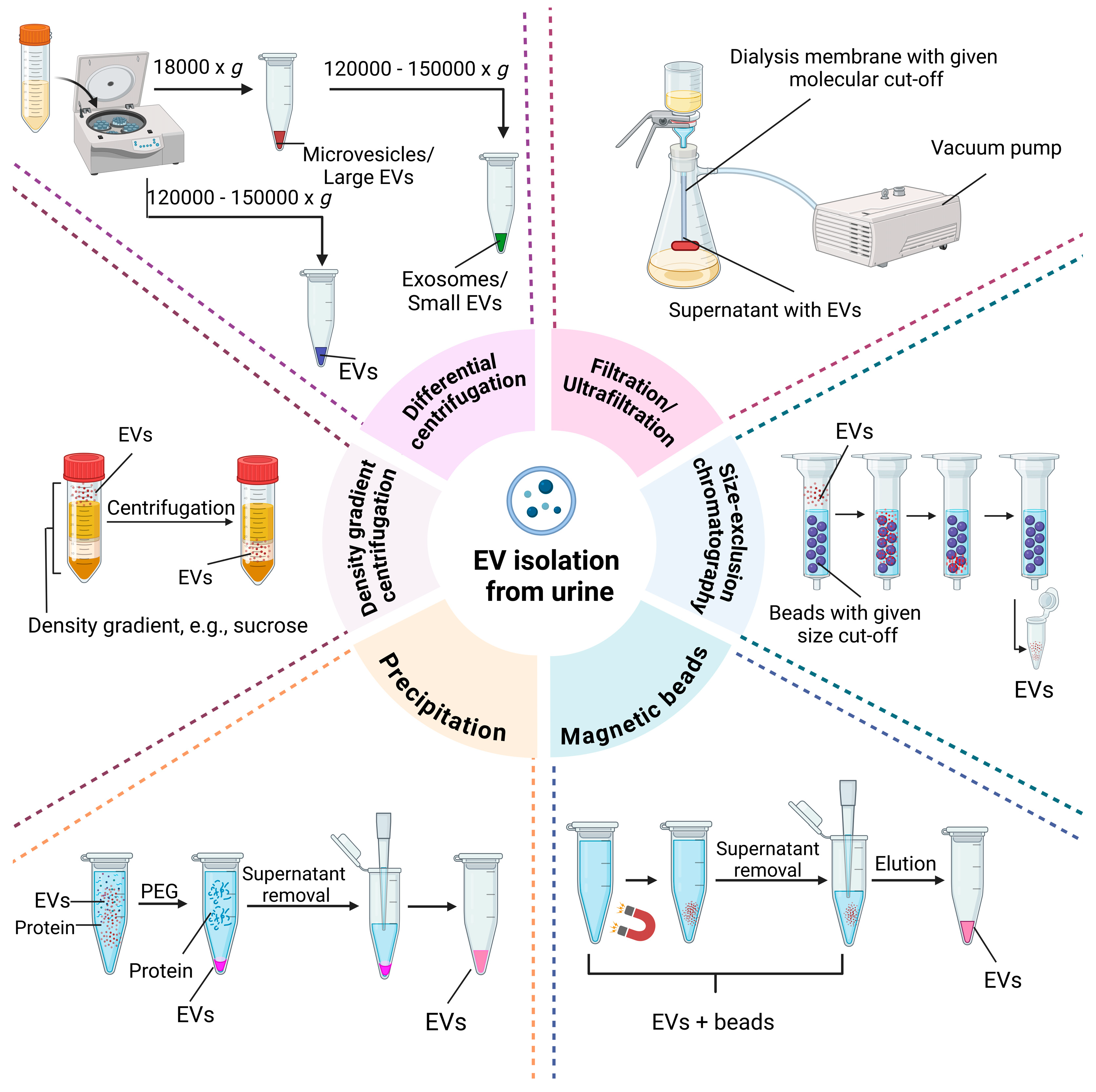 Molecules 29 05241 g003
