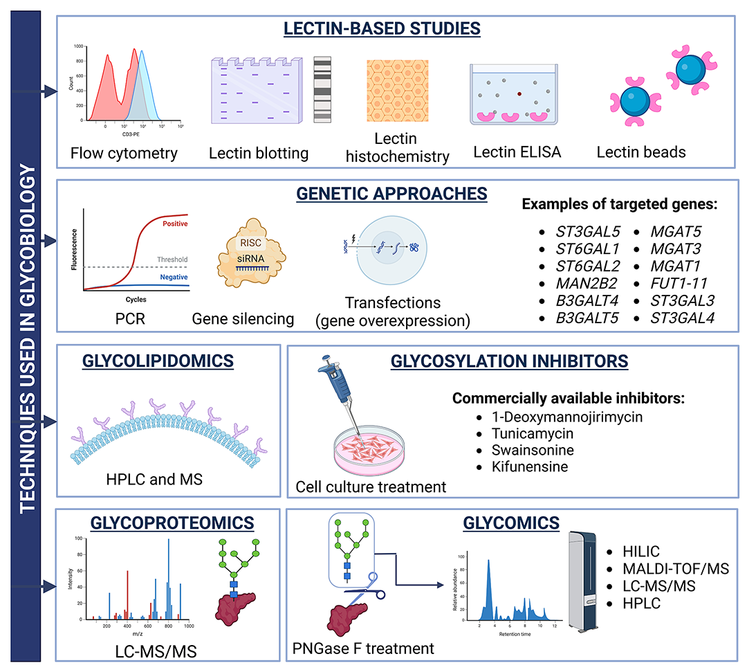 Molecules 29 05241 g004