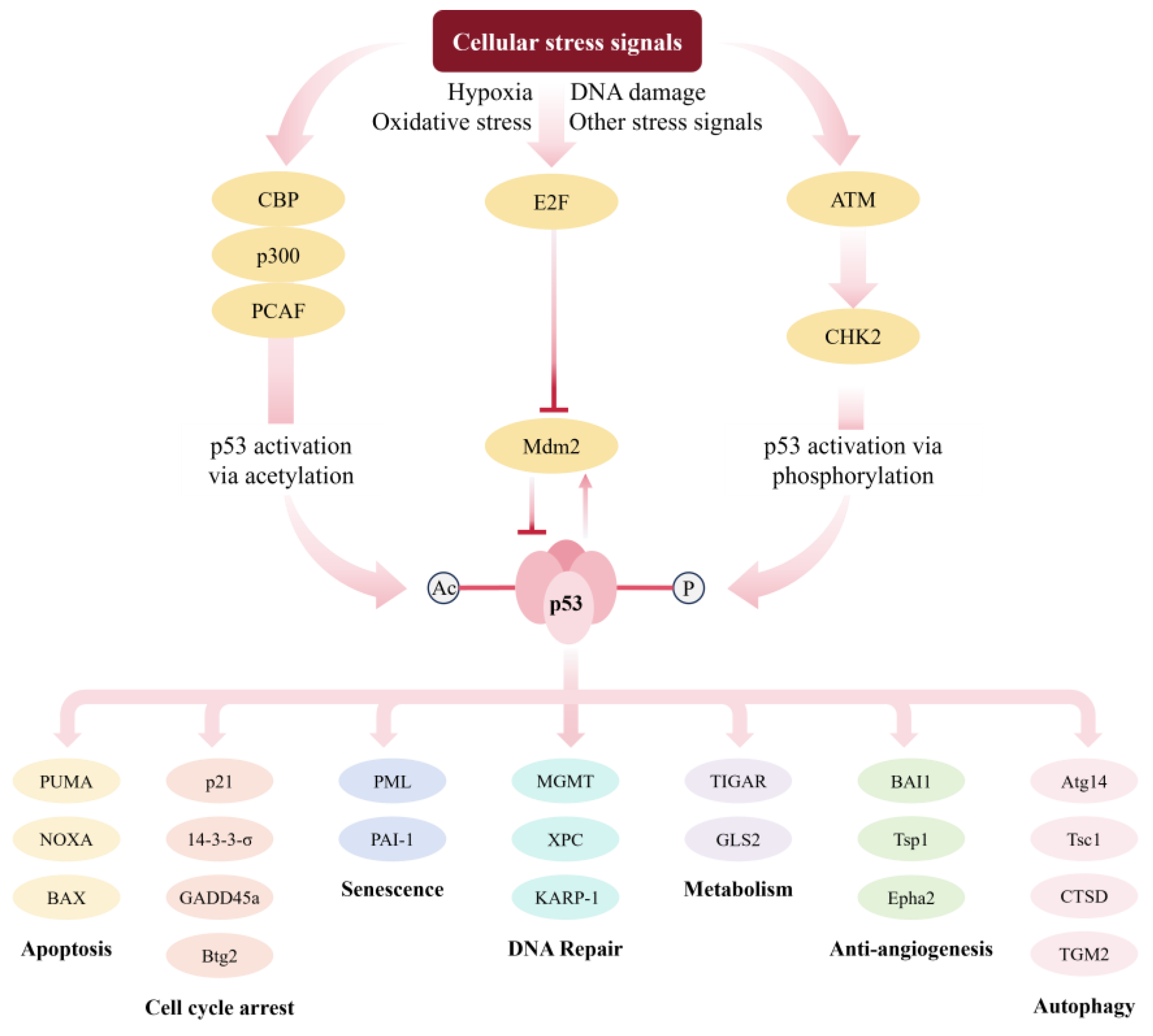 Molecules 29 05315 g001