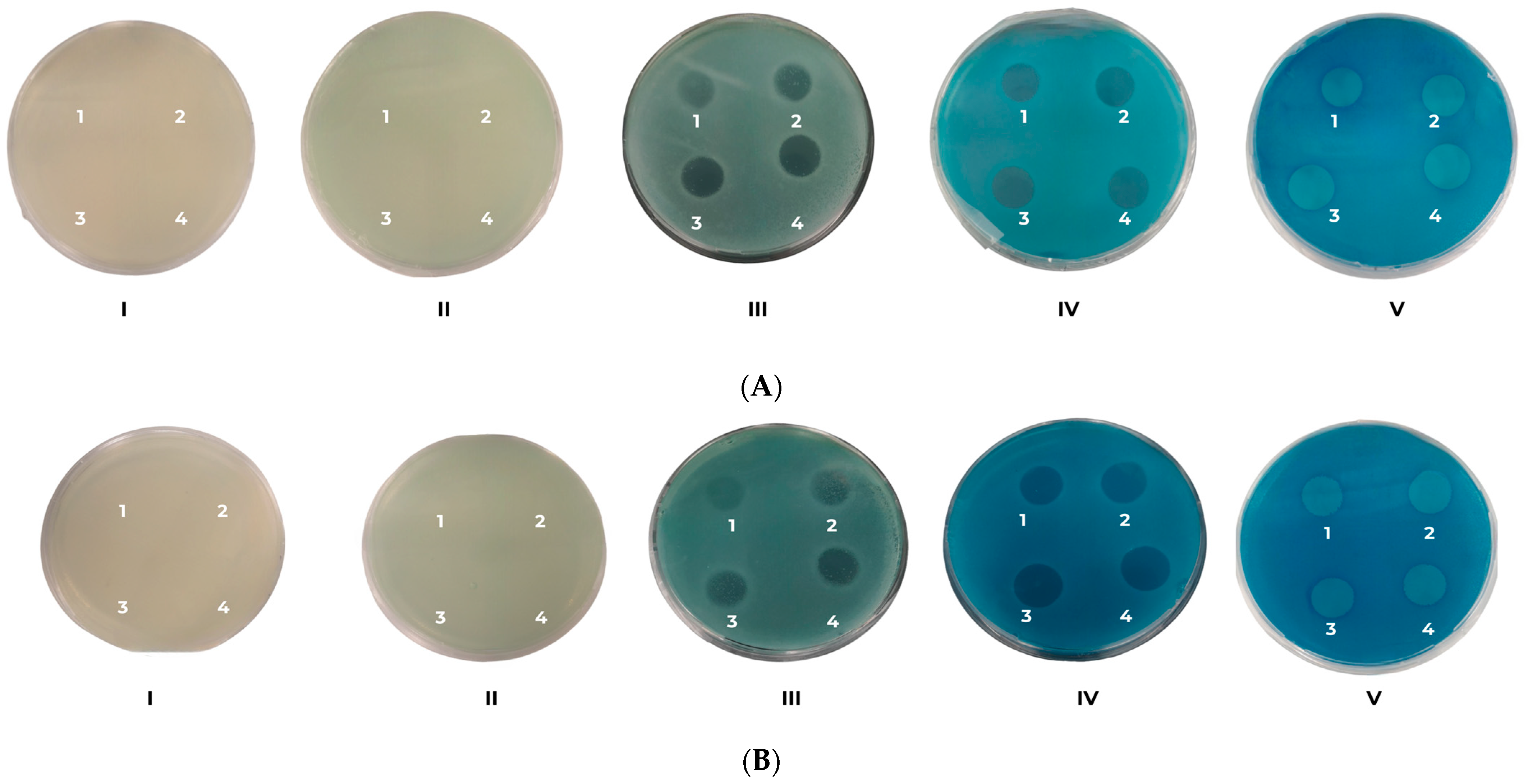 Molecules 29 05336 g005