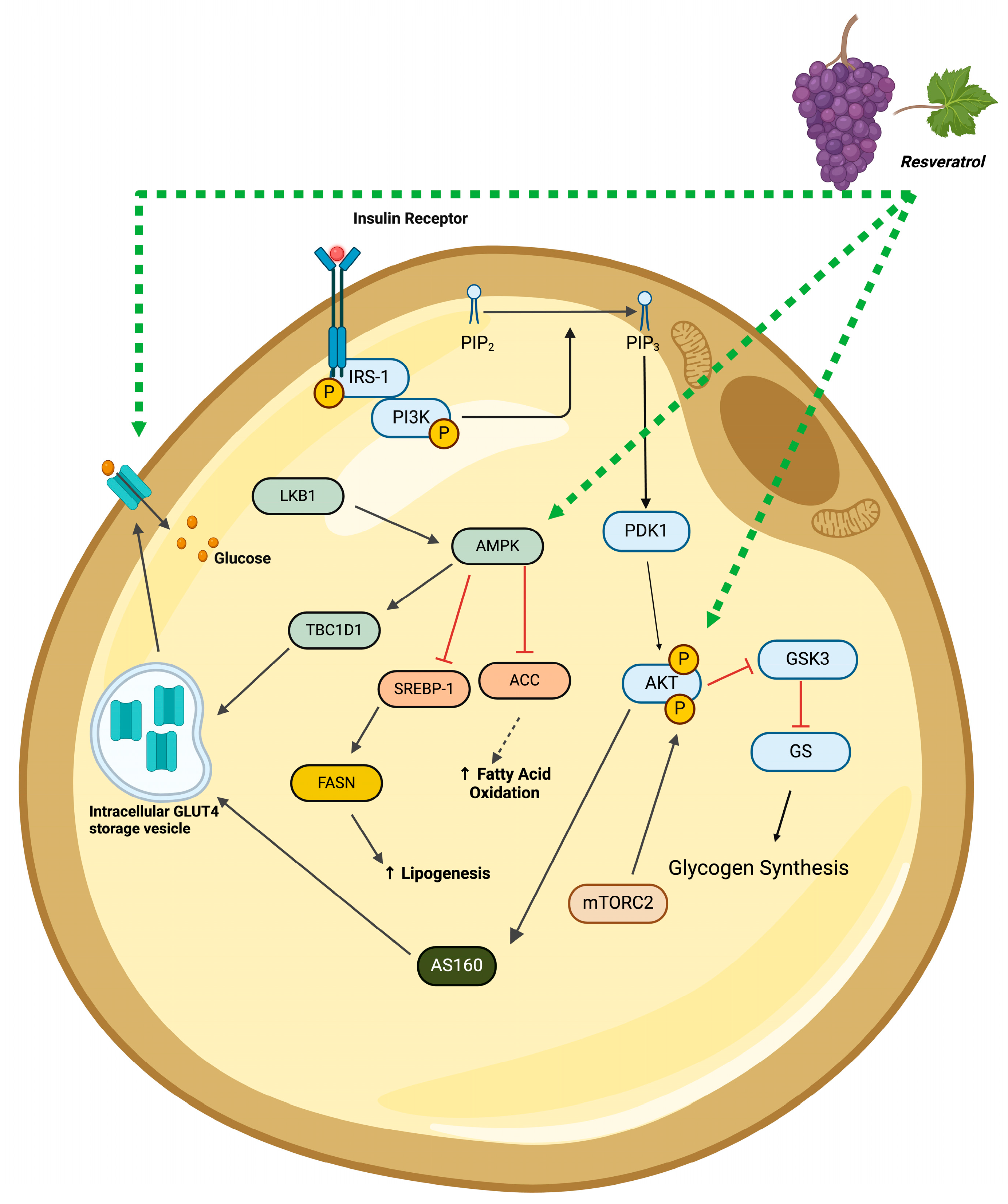 Molecules 29 05359 g004