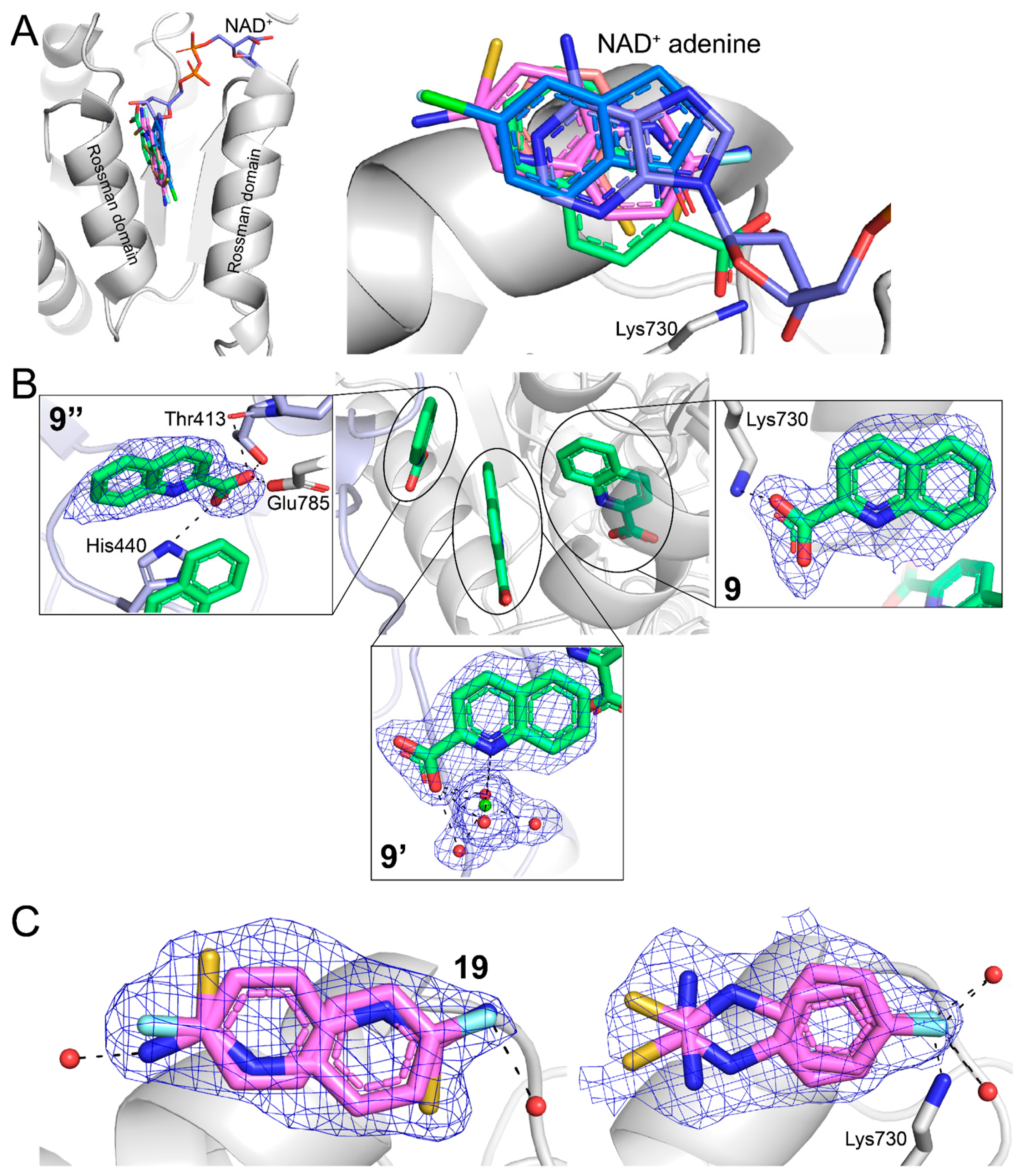 Molecules 29 05408 g006