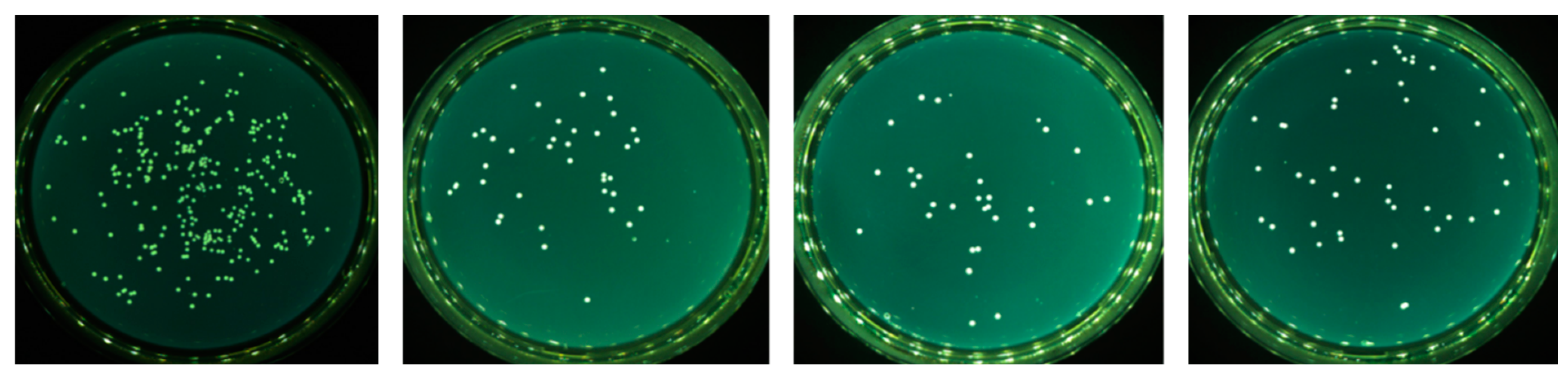 Molecules 29 05417 g005