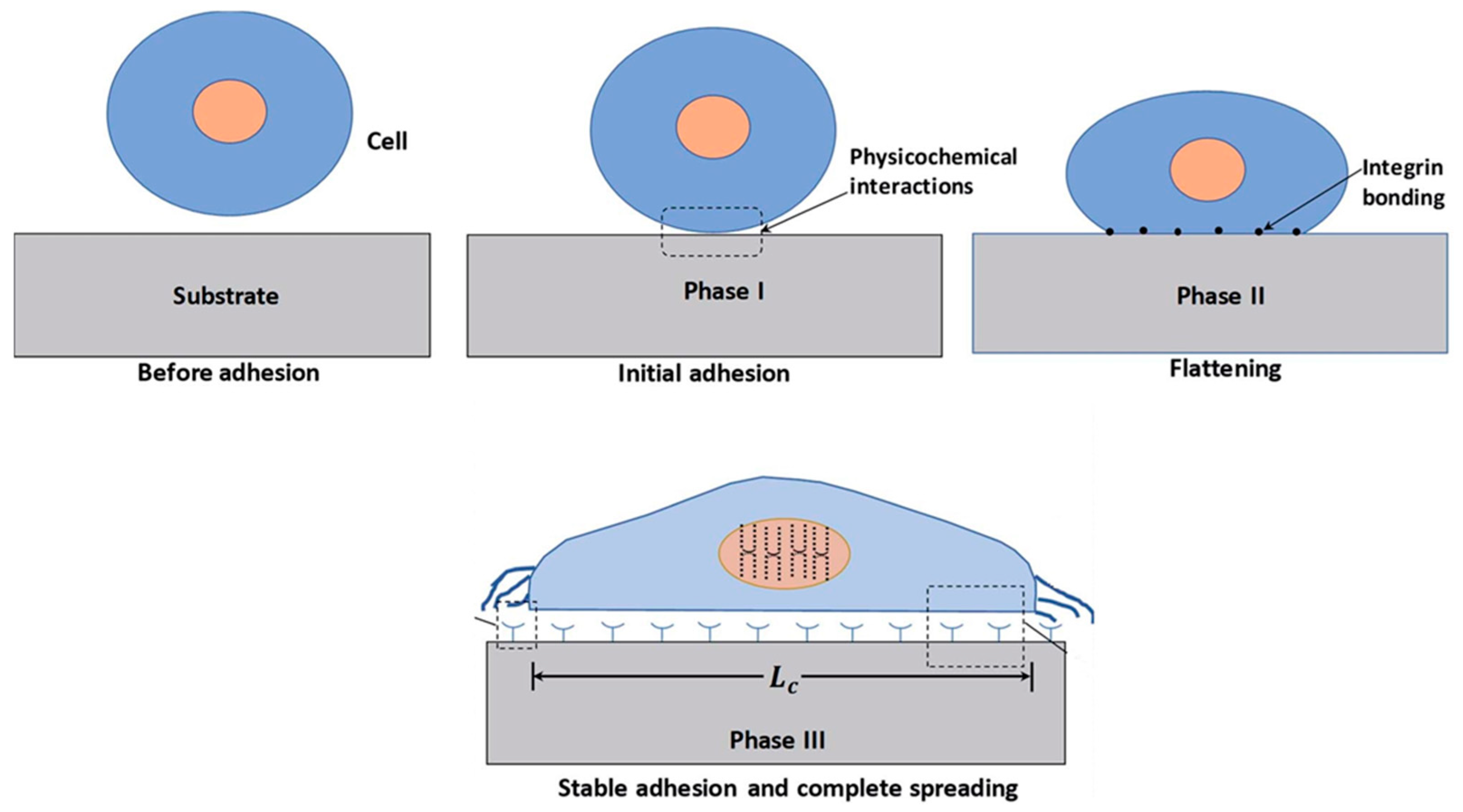Molecules 29 05436 g012