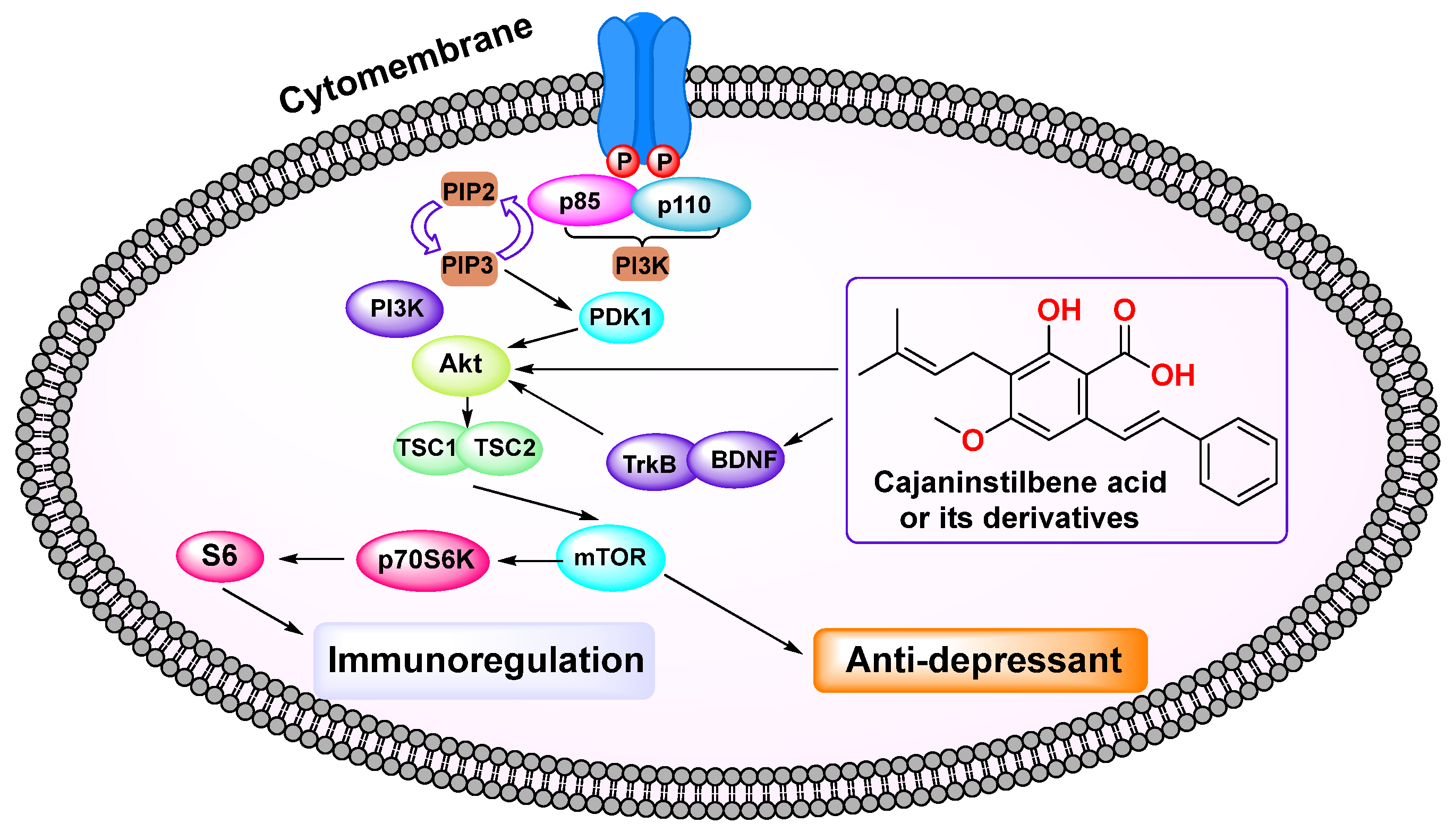 Molecules 29 05440 g005 Molecules 29 05440 g005