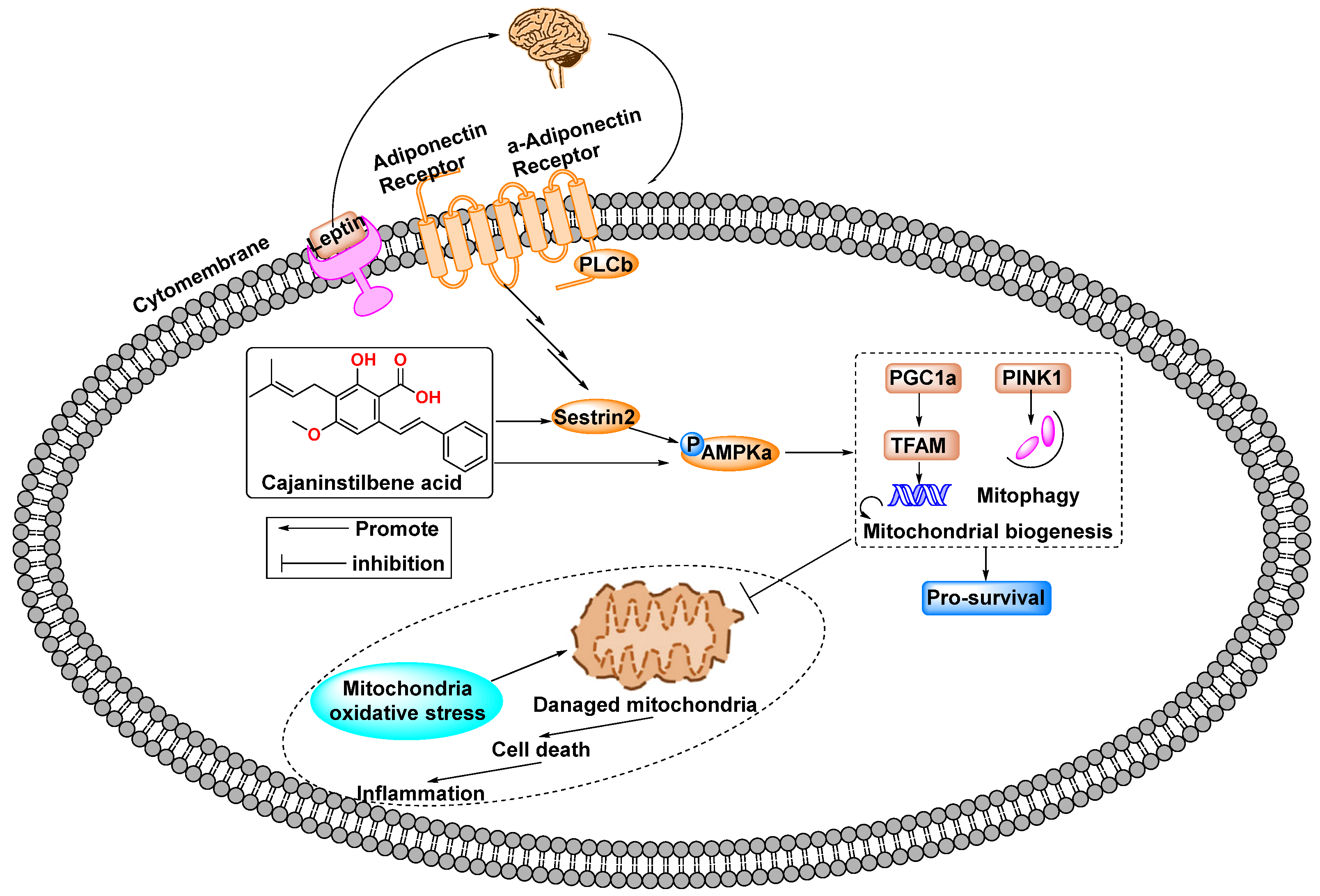 Molecules 29 05440 g007 Molecules 29 05440 g007