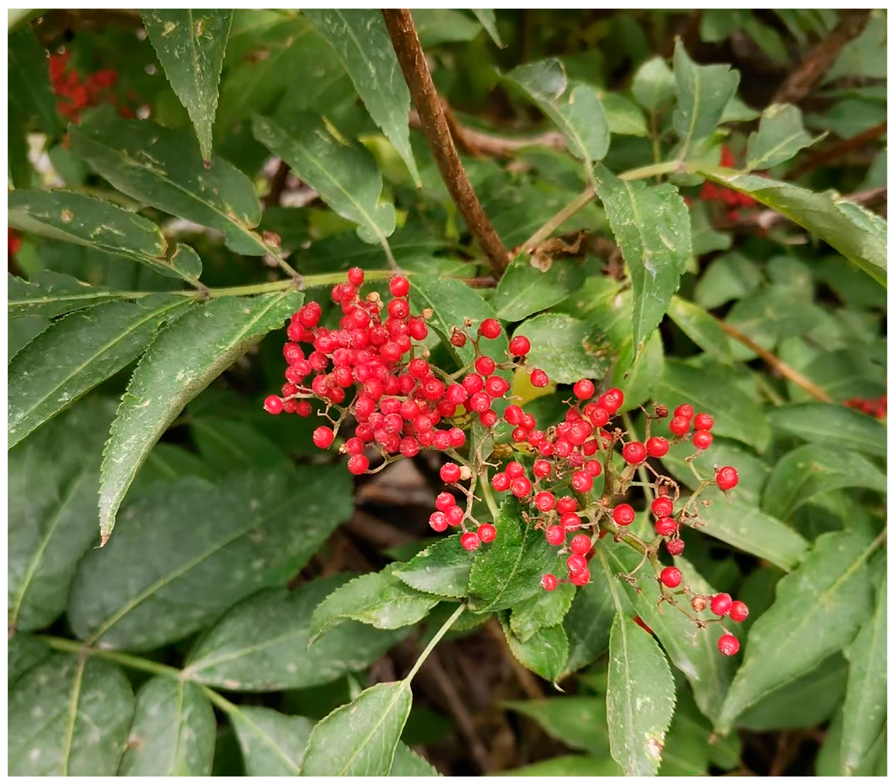 Molecules 29 05503 g001