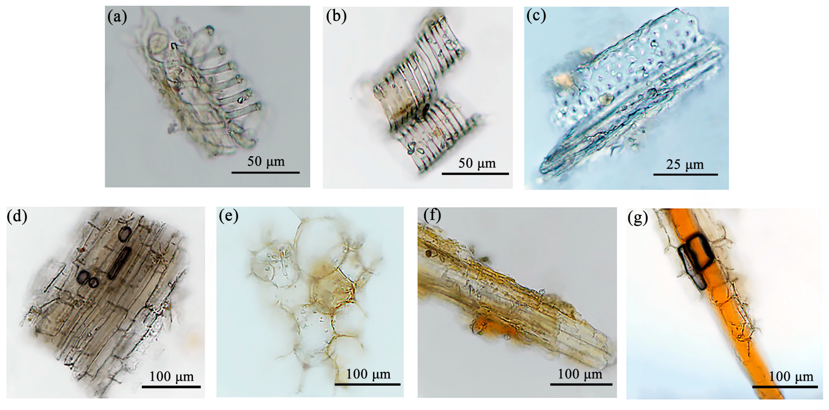 Molecules 29 05503 g005